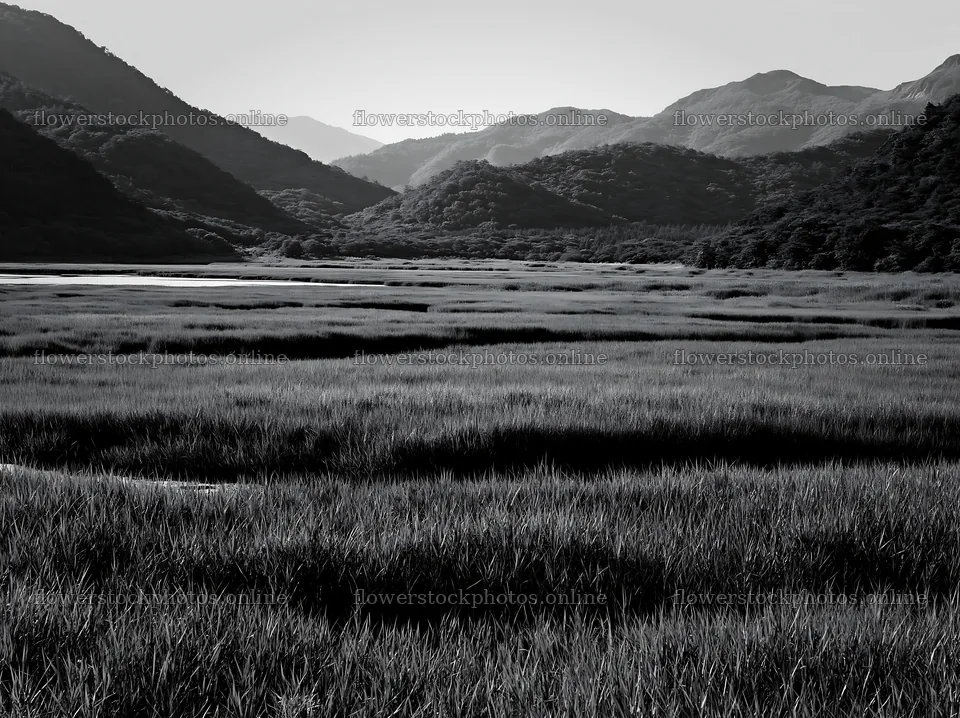 Shiga wetland meadow with reeds and distant mountains – flower stock photos 9174x6866