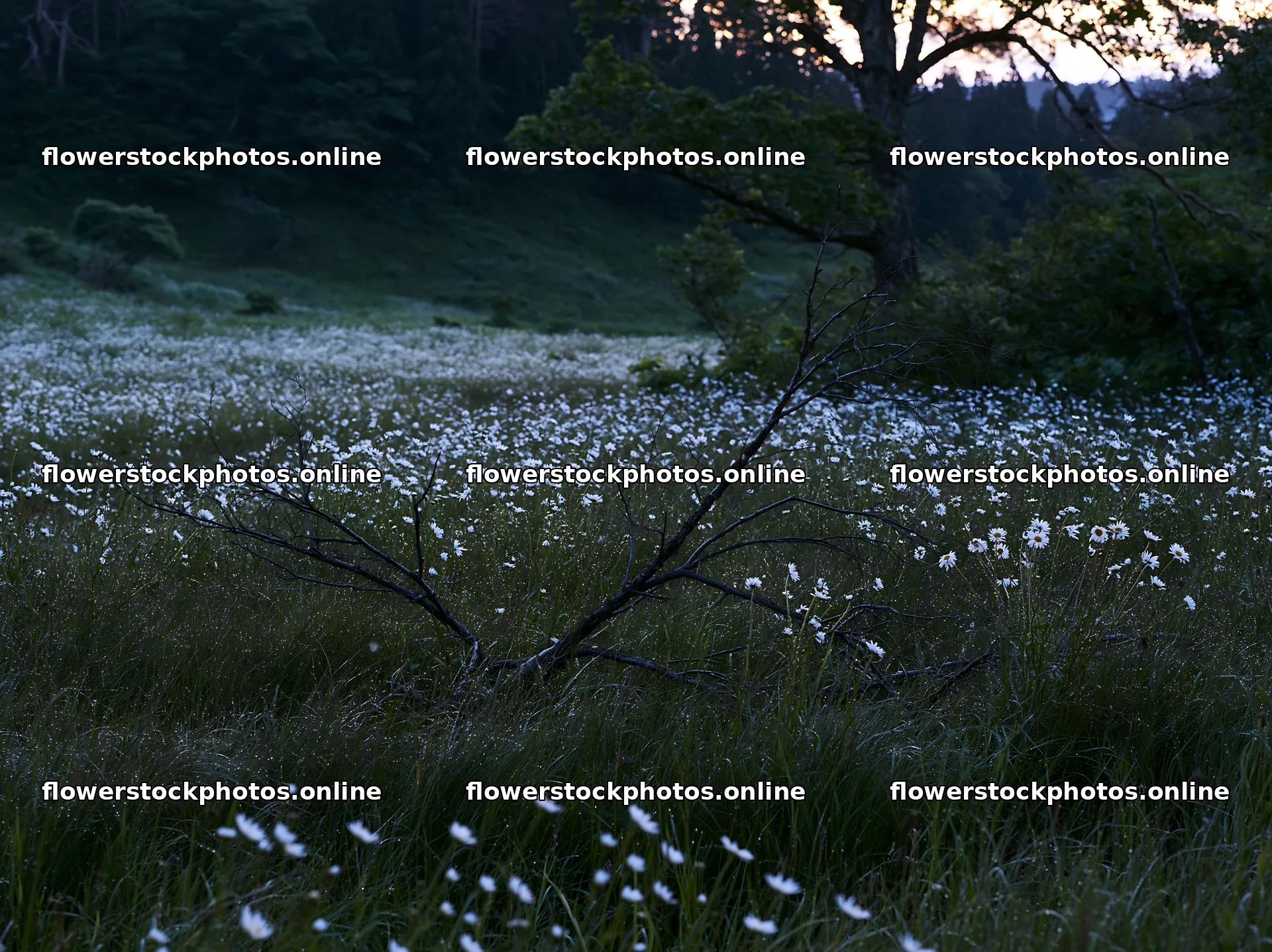 Yamagata rewilded meadow with fallen branch in the foreground – flower stock photos 9174x6866