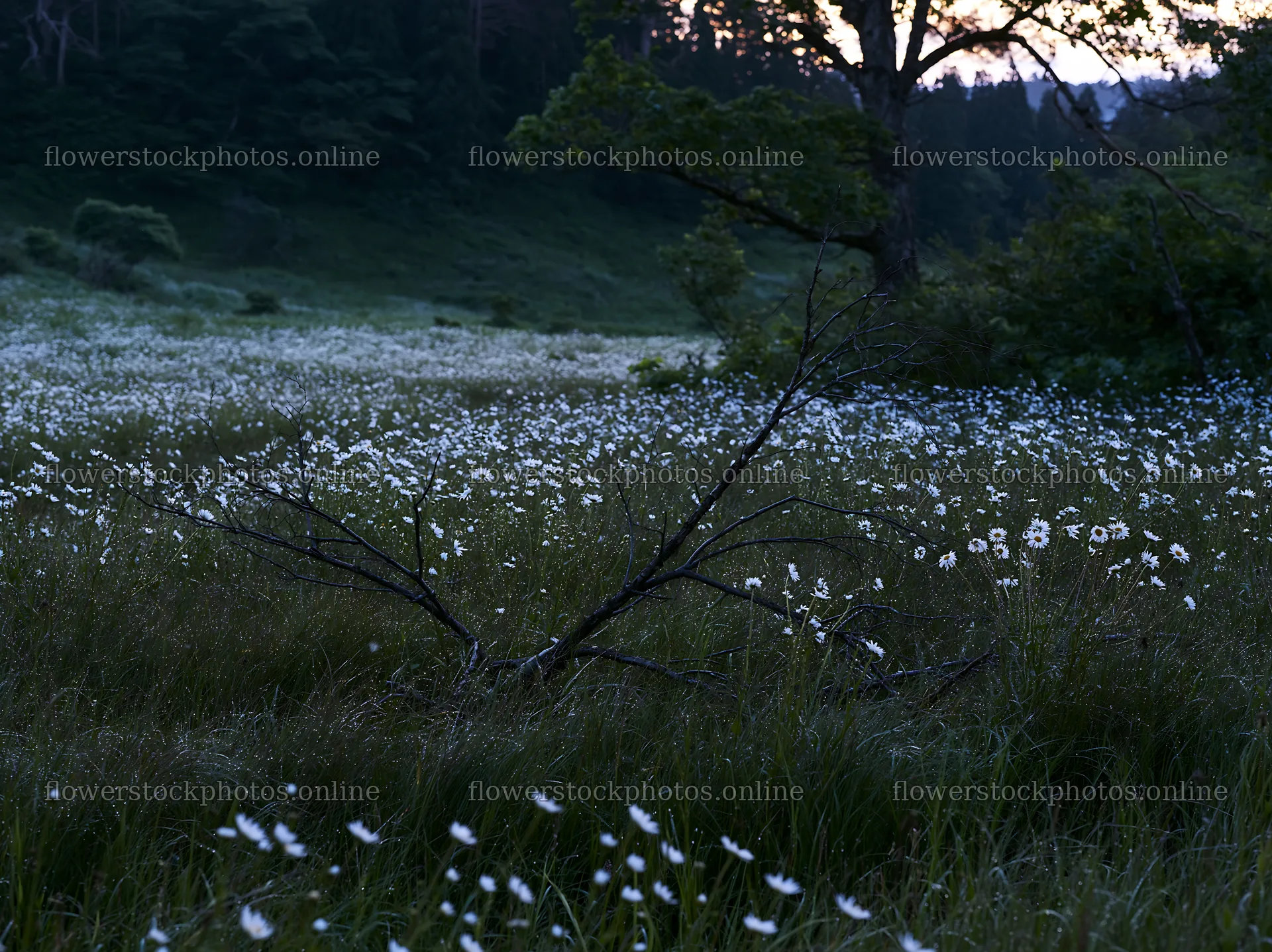 Yamagata rewilded meadow with fallen branch in the foreground – flower stock photos 9174x6866