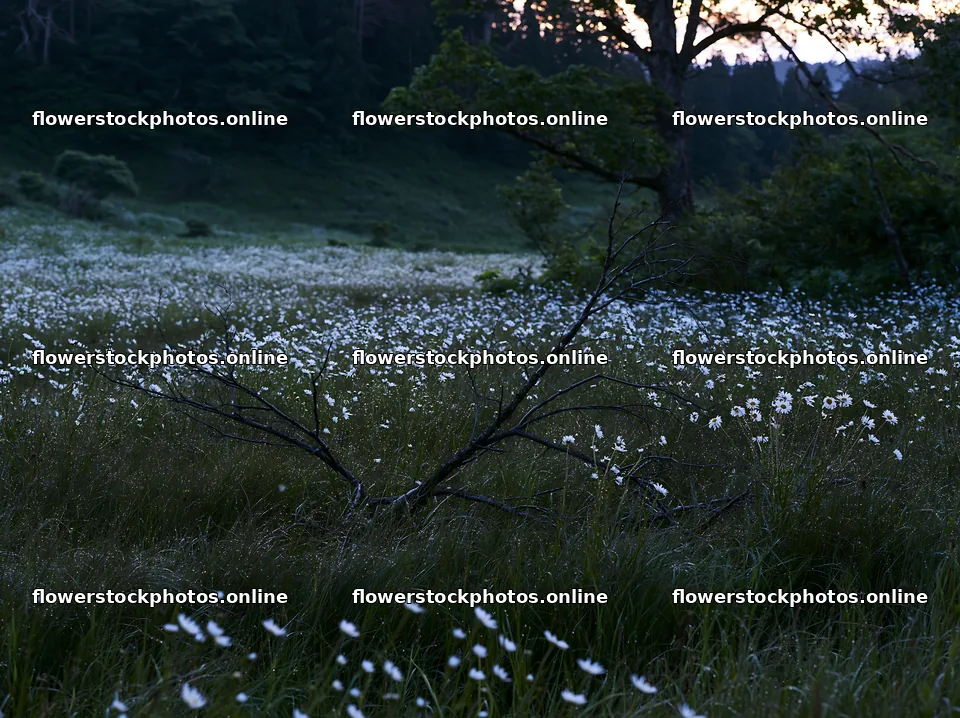 Yamagata rewilded meadow with fallen branch in the foreground – flower stock photos 9174x6866