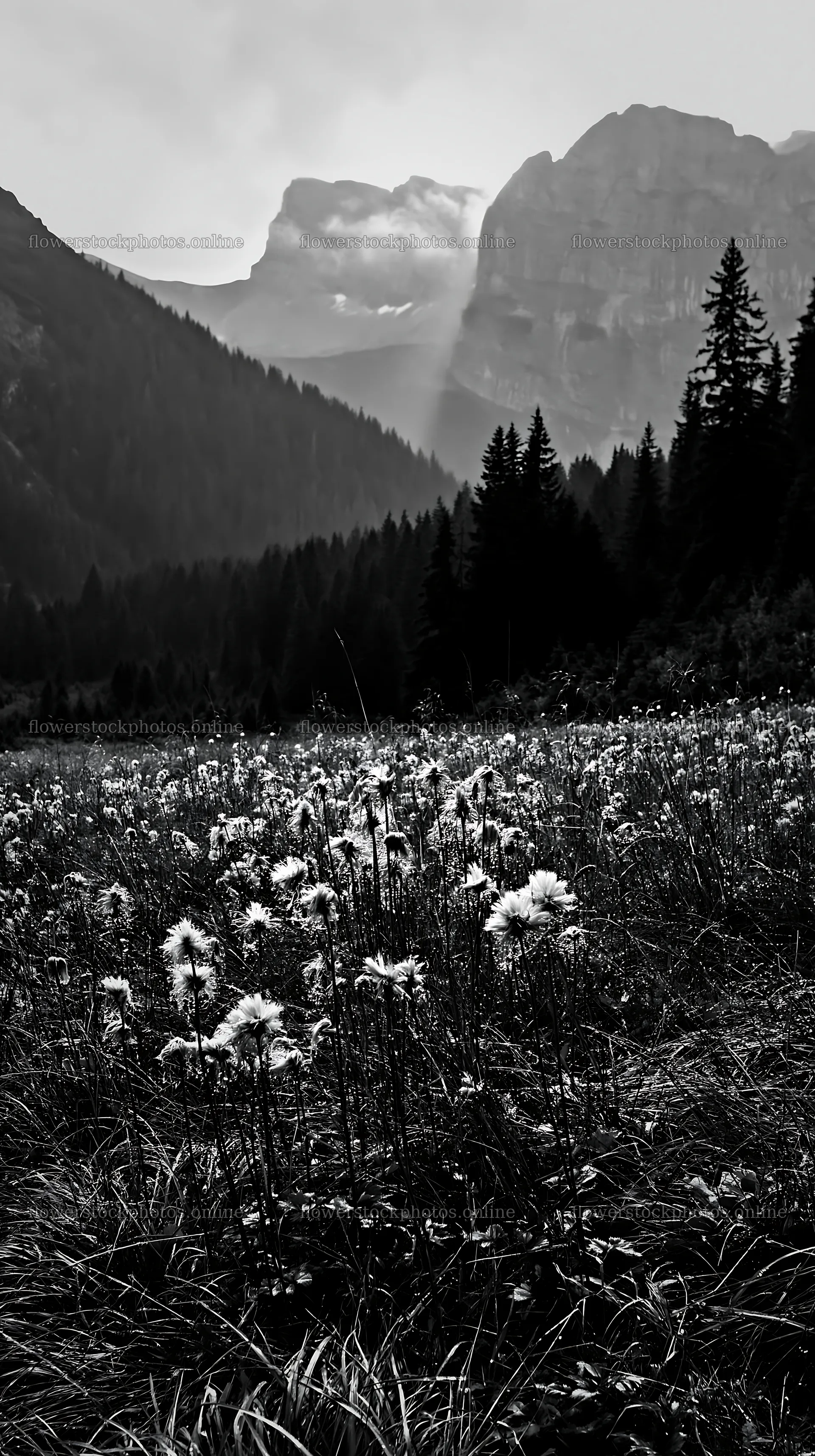 Rain soaked meadow with mountains in the background – flower stock photos 5938x10608