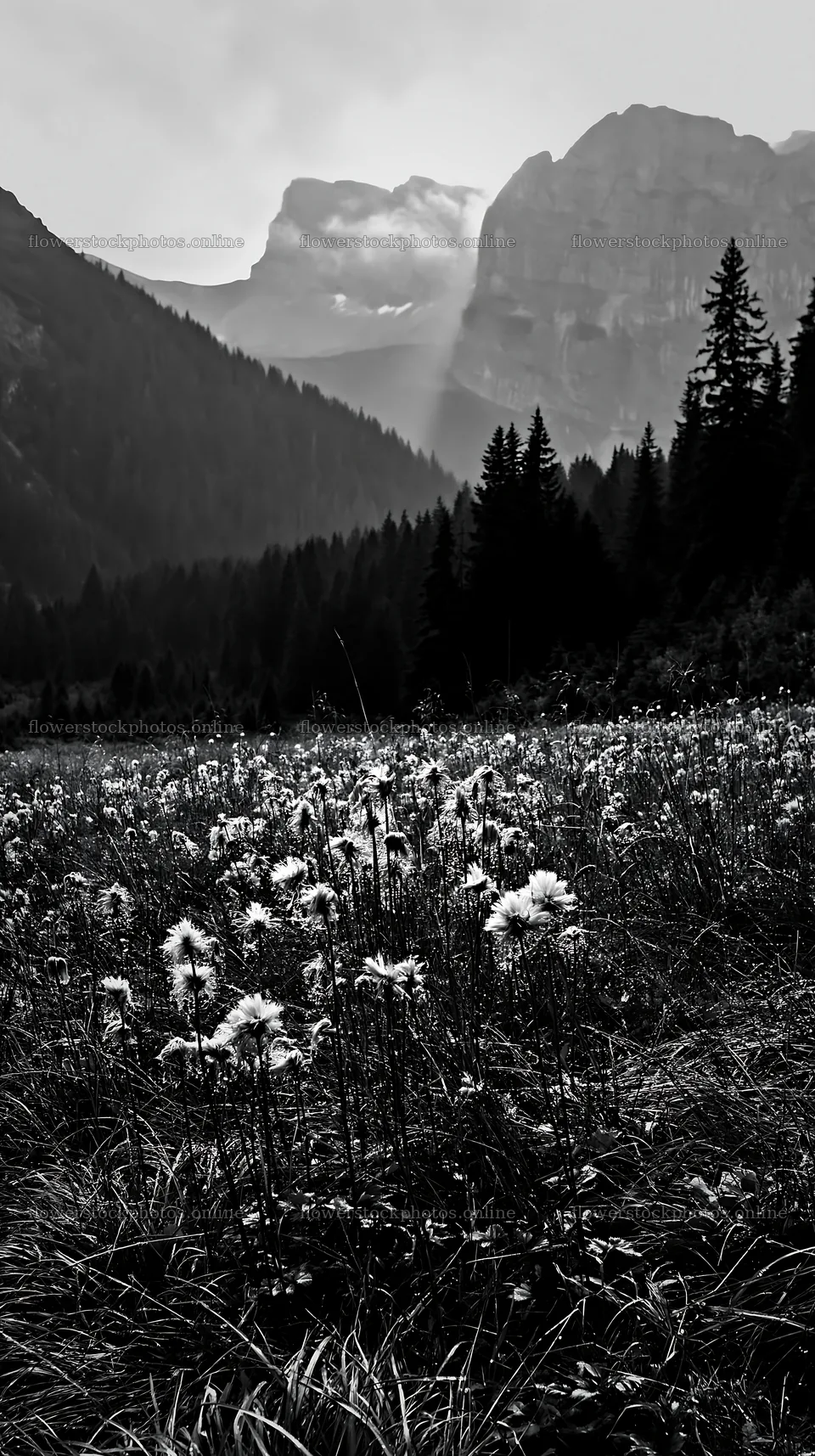 Rain soaked meadow with mountains in the background – flower stock photos 5938x10608