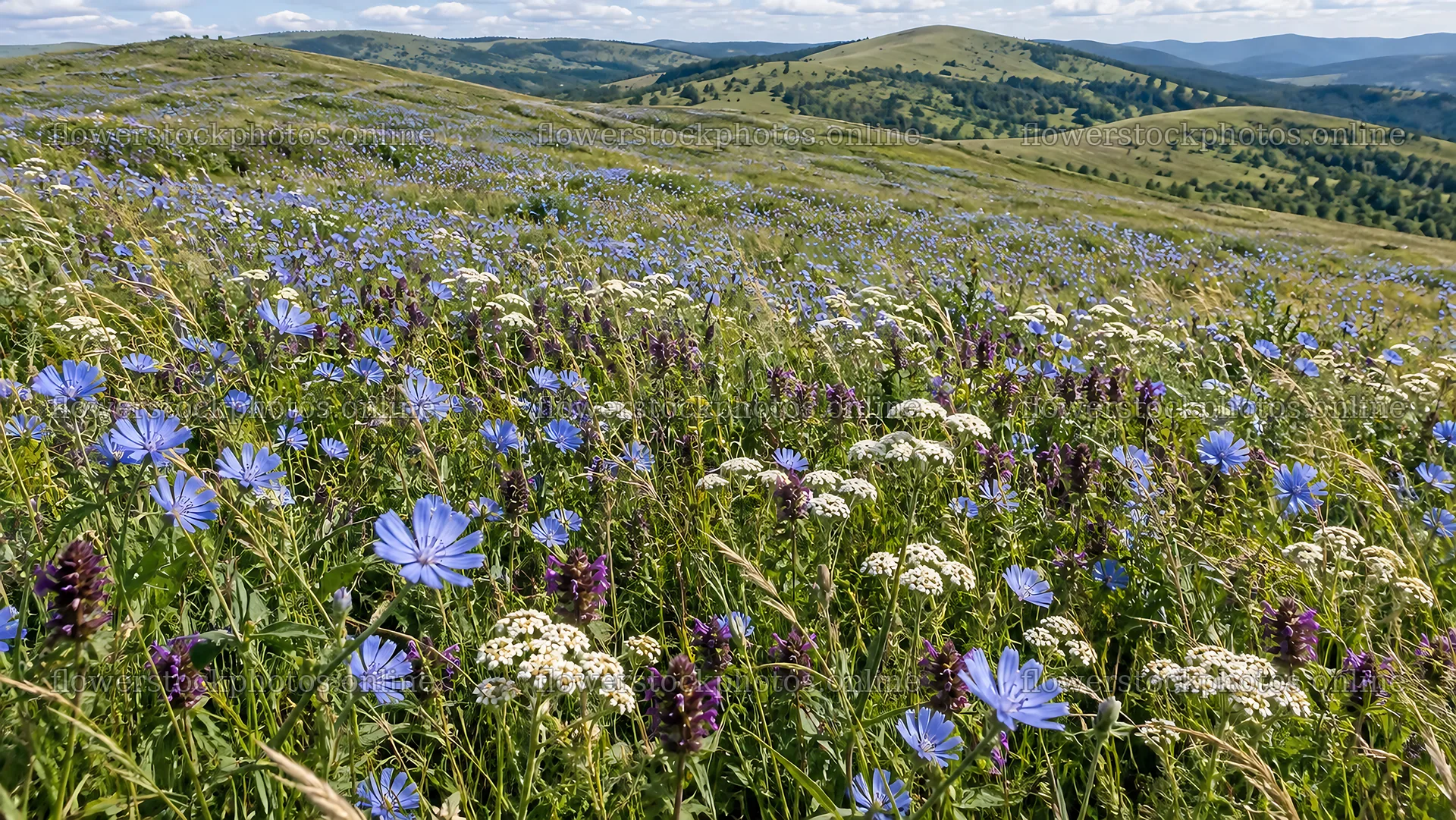 Sunlit Wildflower Meadow on Rolling Hills – flower stock photos 10324x5812