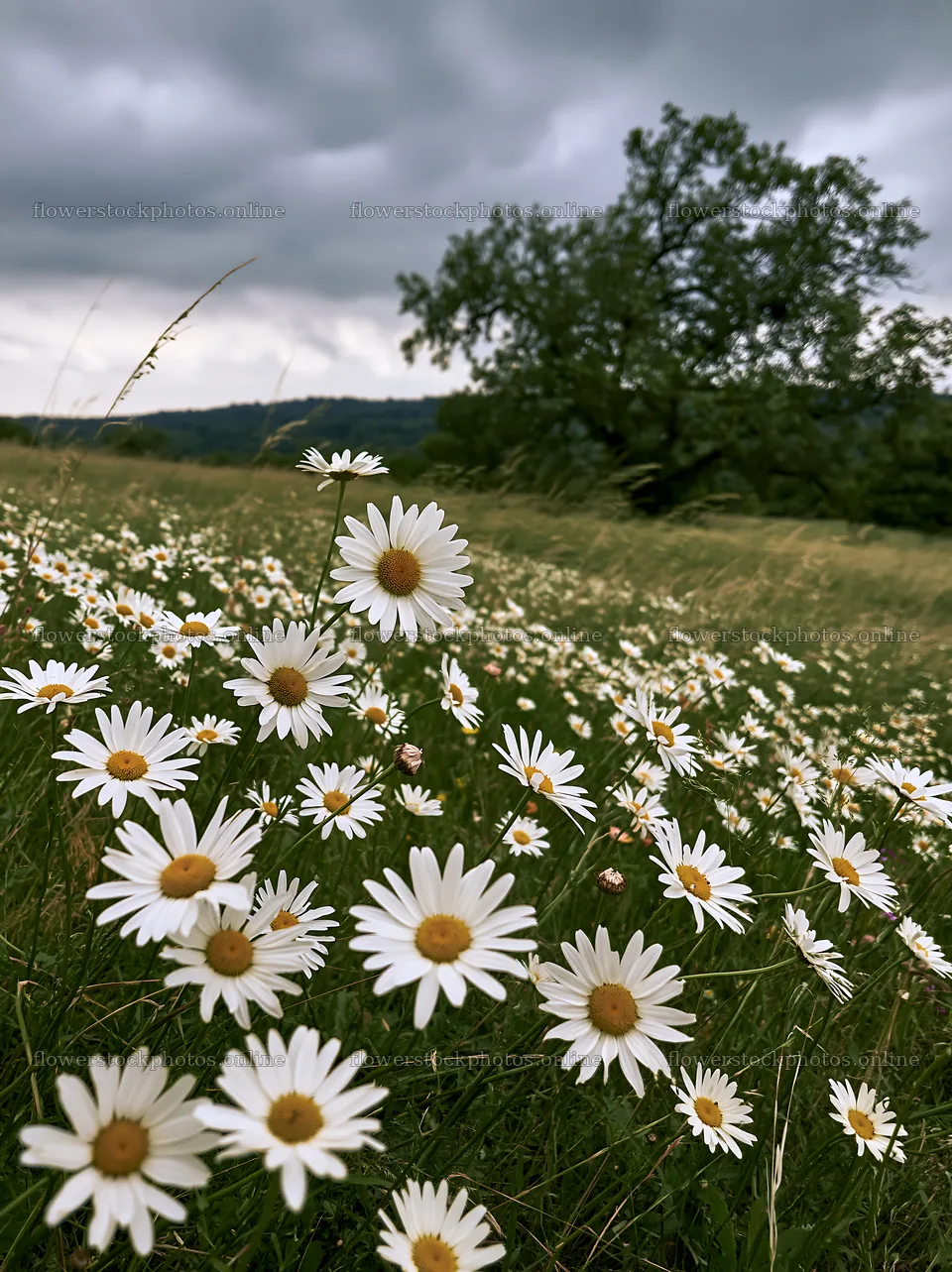 Daisies bloom in a meadow under a cloudy sky – flower stock photos 6866x9174