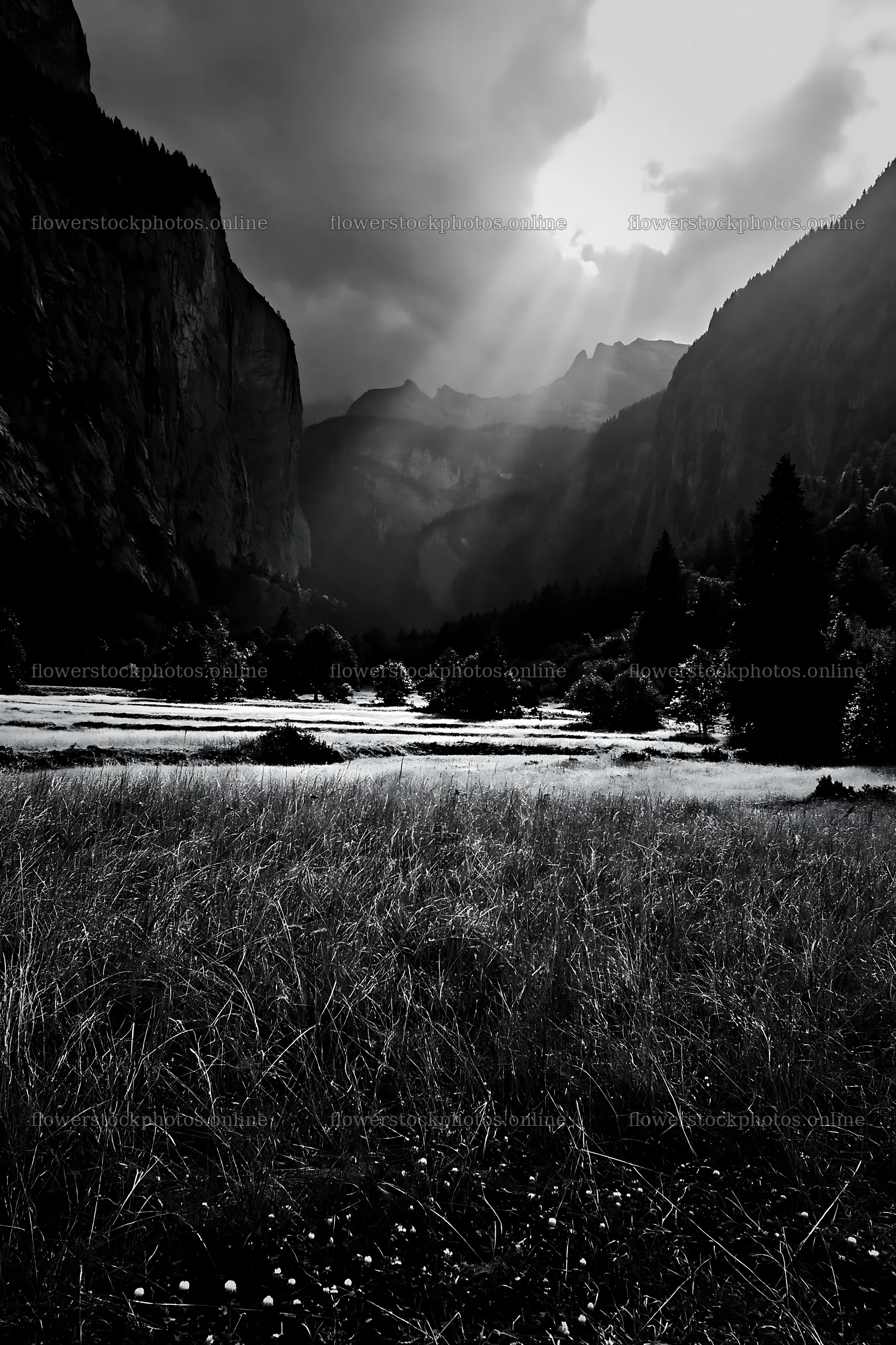 Light rays shine over Lauterbrunnen Valley meadow – flower stock photos 6480x9722