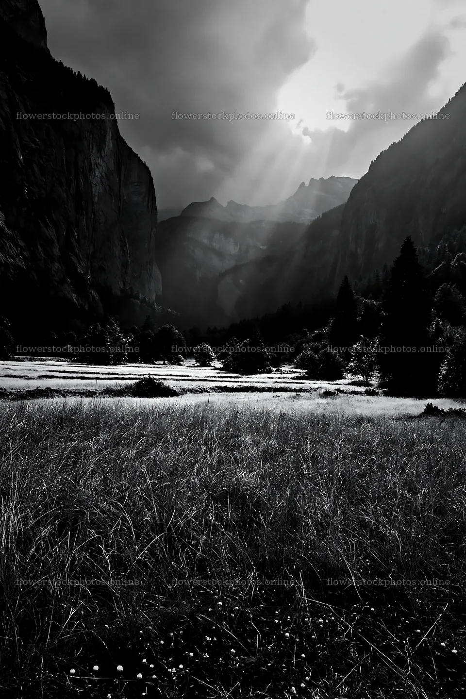 Light rays shine over Lauterbrunnen Valley meadow – flower stock photos 6480x9722