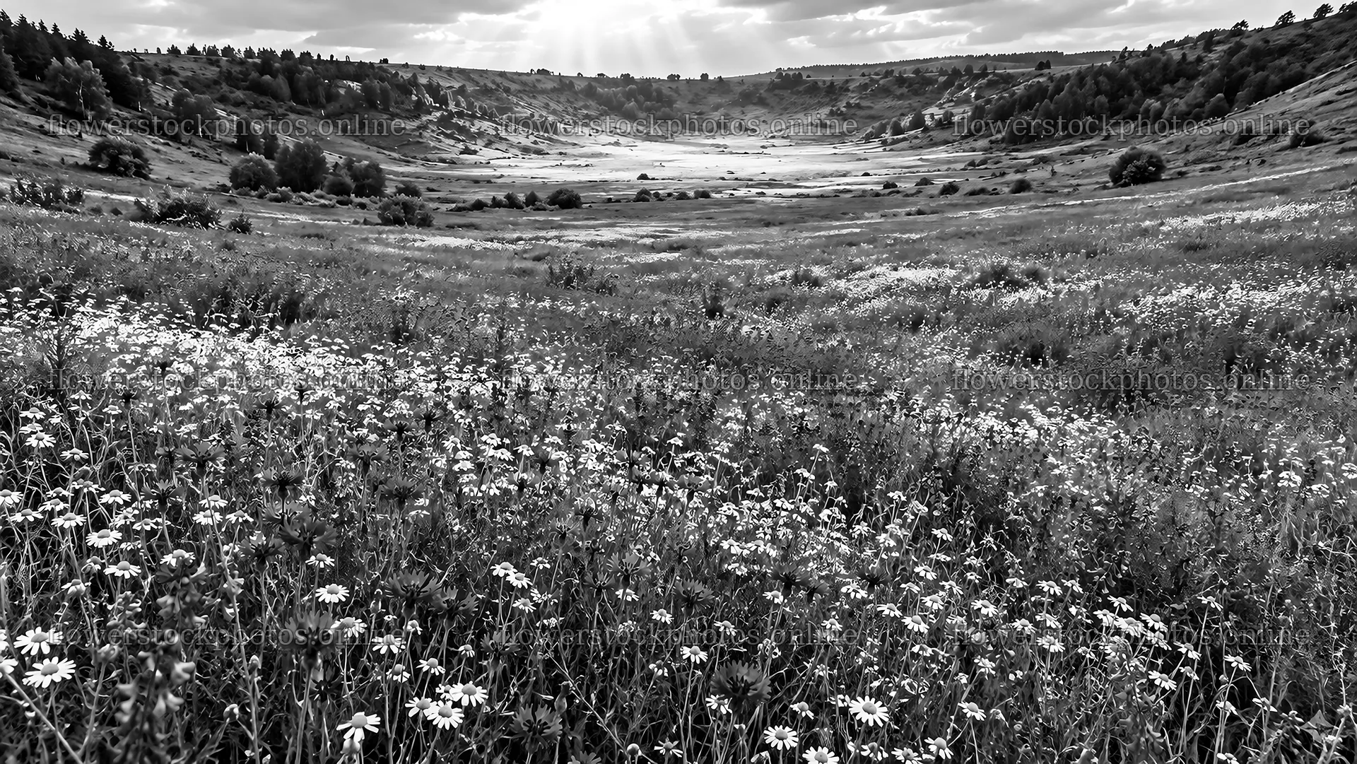 Wildflower Meadow Across a Valley in Monochrome – flower stock photos 10324x5812