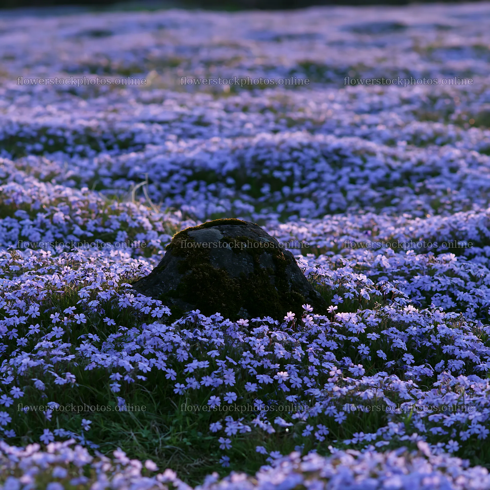 Miyagi spring meadow with purple flowers and mossy stone – flower stock photos 7938x7938