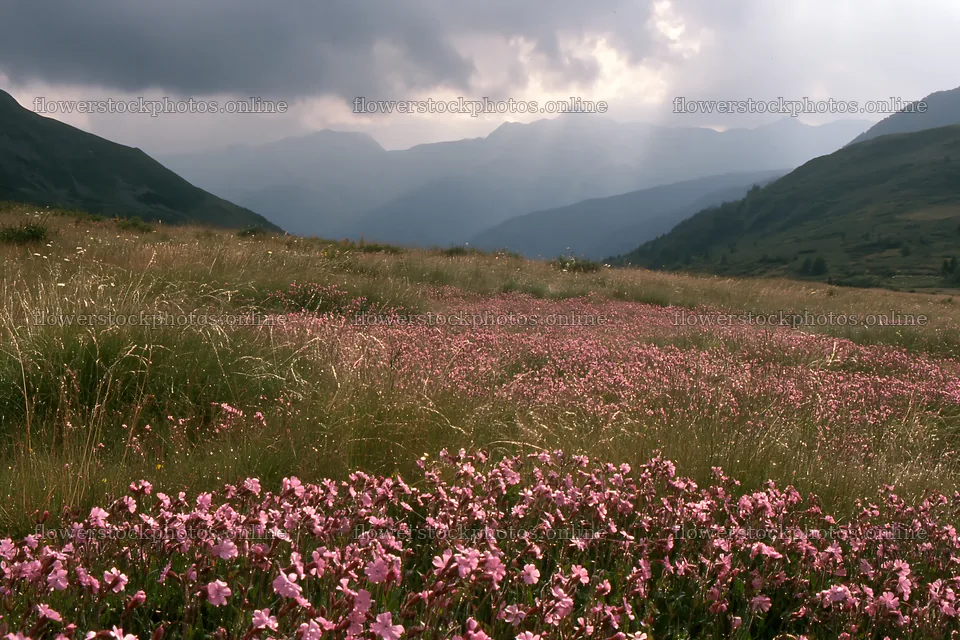 Meadow flowers below the Pyrenees mountains in France – flower stock photos 9722x6480