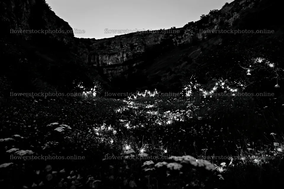 Christmas lights in meadow at dusk by cave – flower stock photos 9722x6480