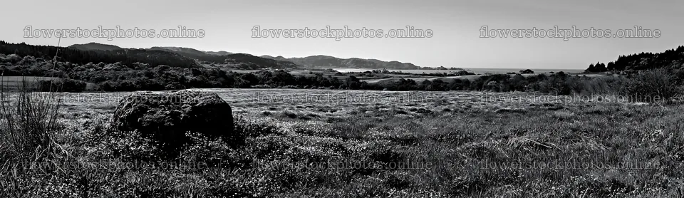 Miyagi spring recovery meadow with mossy stones and hills – flower stock photos 14762x4268