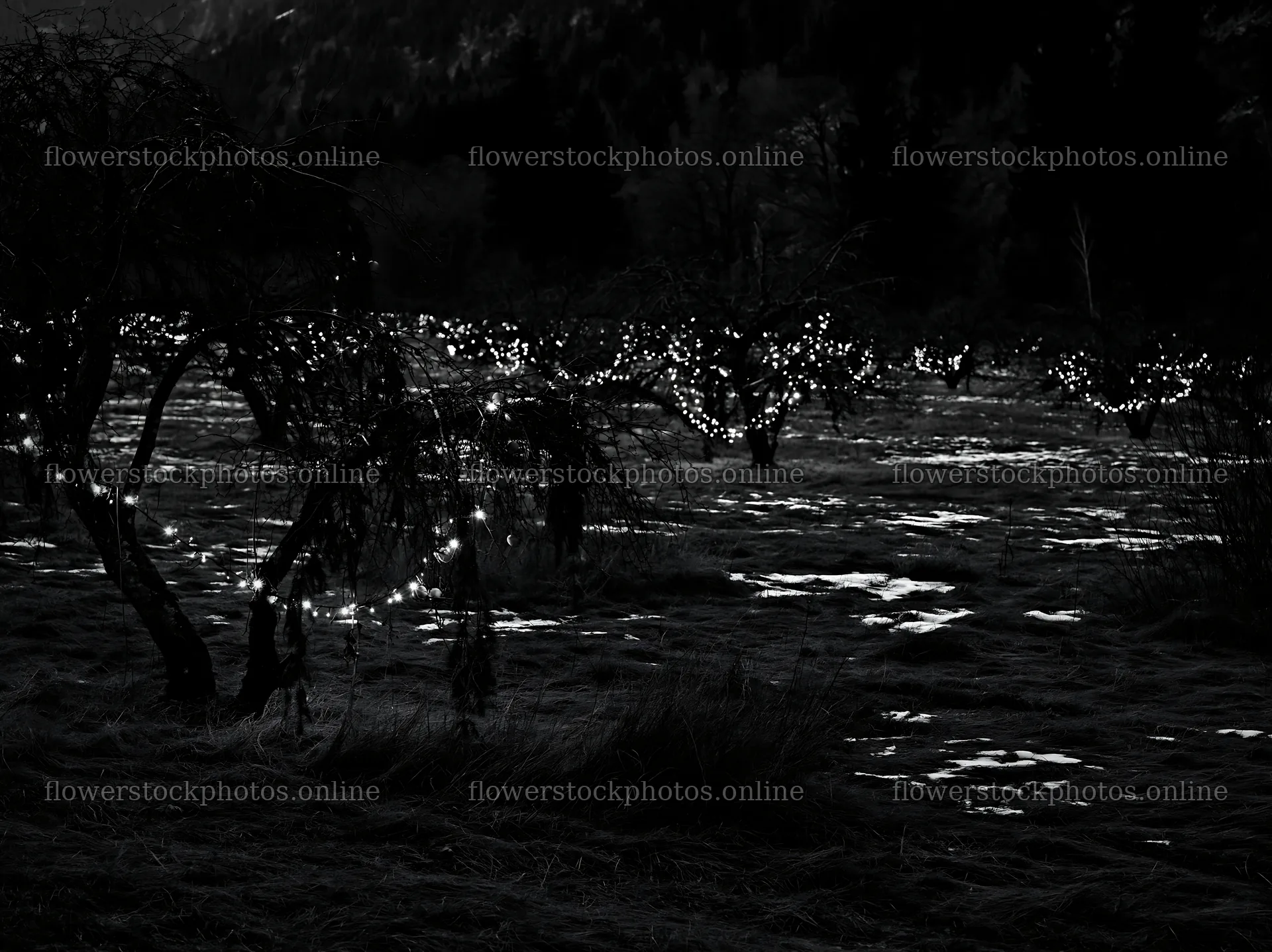 Christmas meadow with apple trees wrapped in lights – flower stock photos 9174x6866