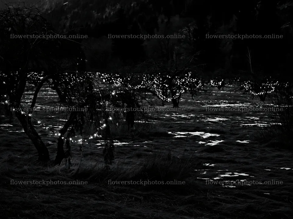 Christmas meadow with apple trees wrapped in lights – flower stock photos 9174x6866