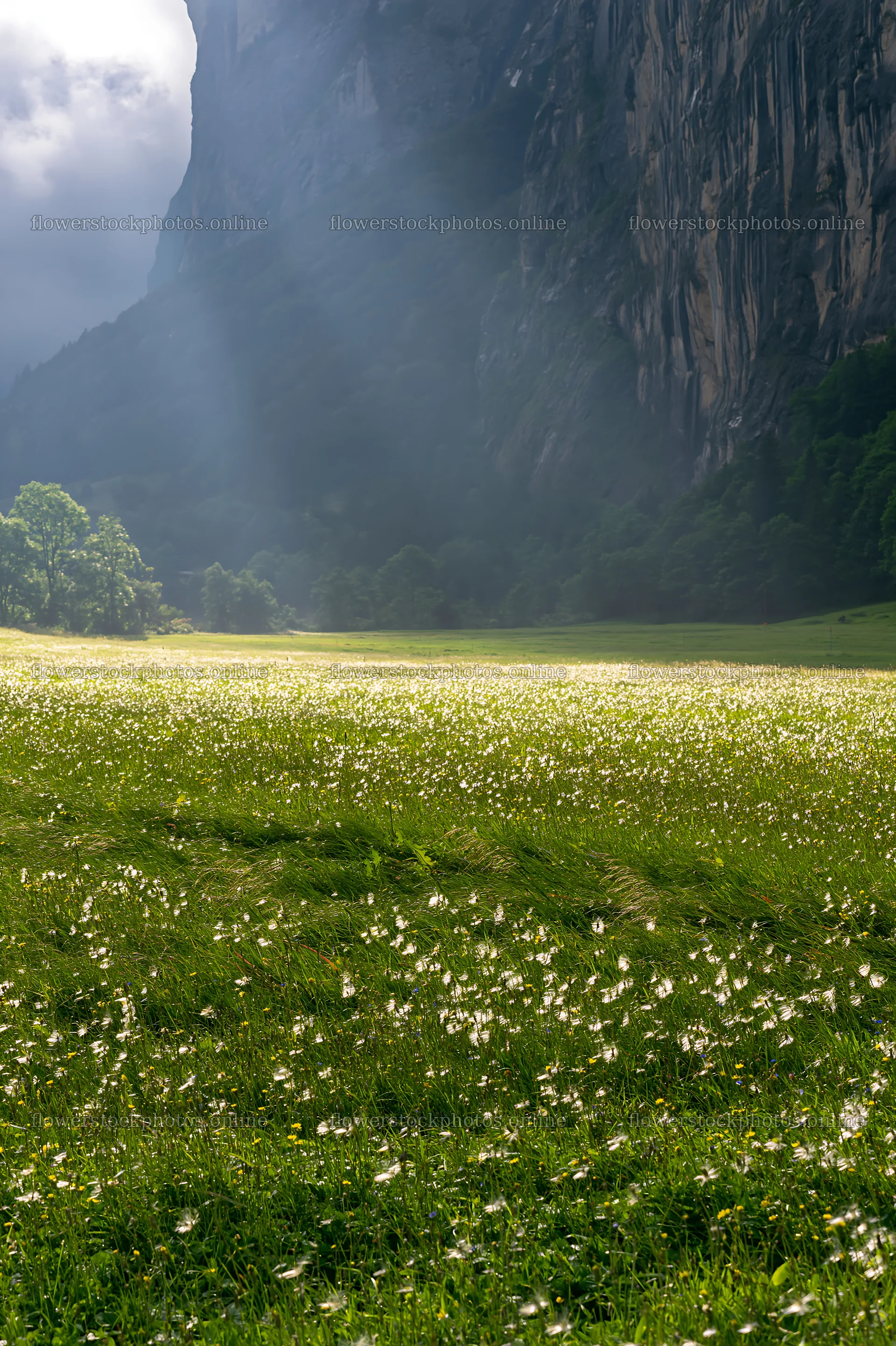 Light rays shine on Lauterbrunnen Valley meadow in Switzerland – flower stock photos 6480x9722