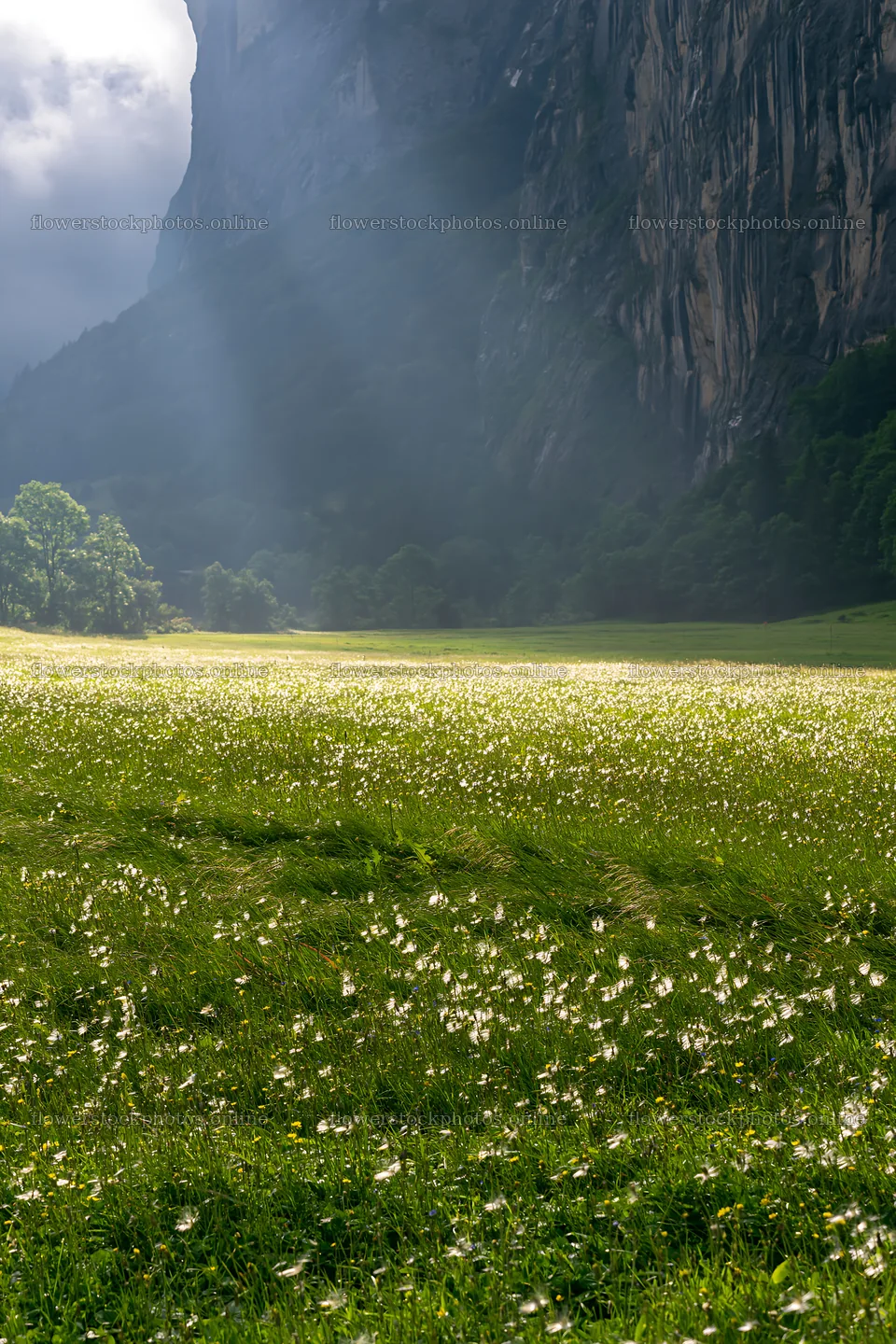 Light rays shine on Lauterbrunnen Valley meadow in Switzerland – flower stock photos 6480x9722