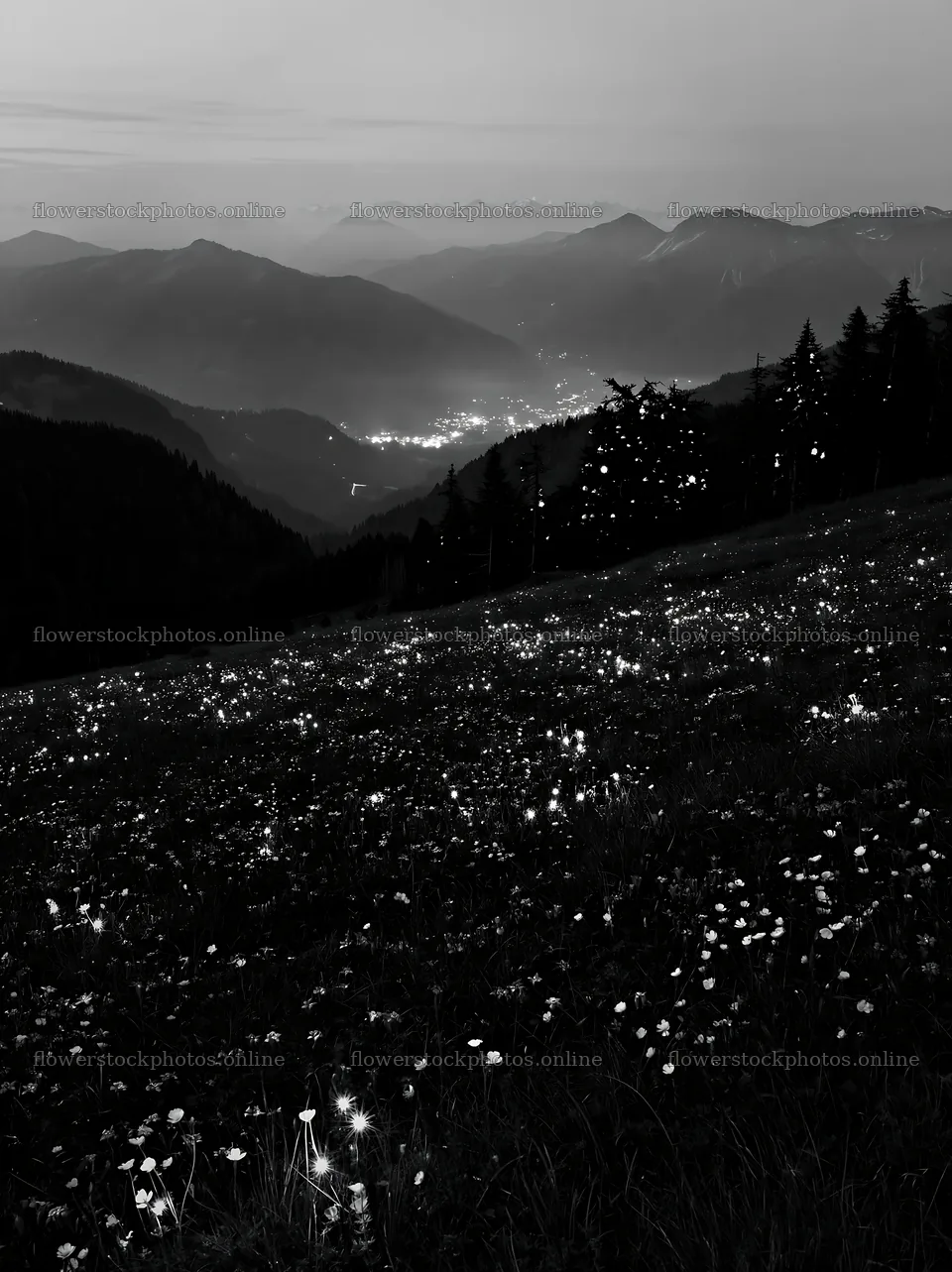 Christmas lights across mountain valley meadow at night – flower stock photos 6866x9174