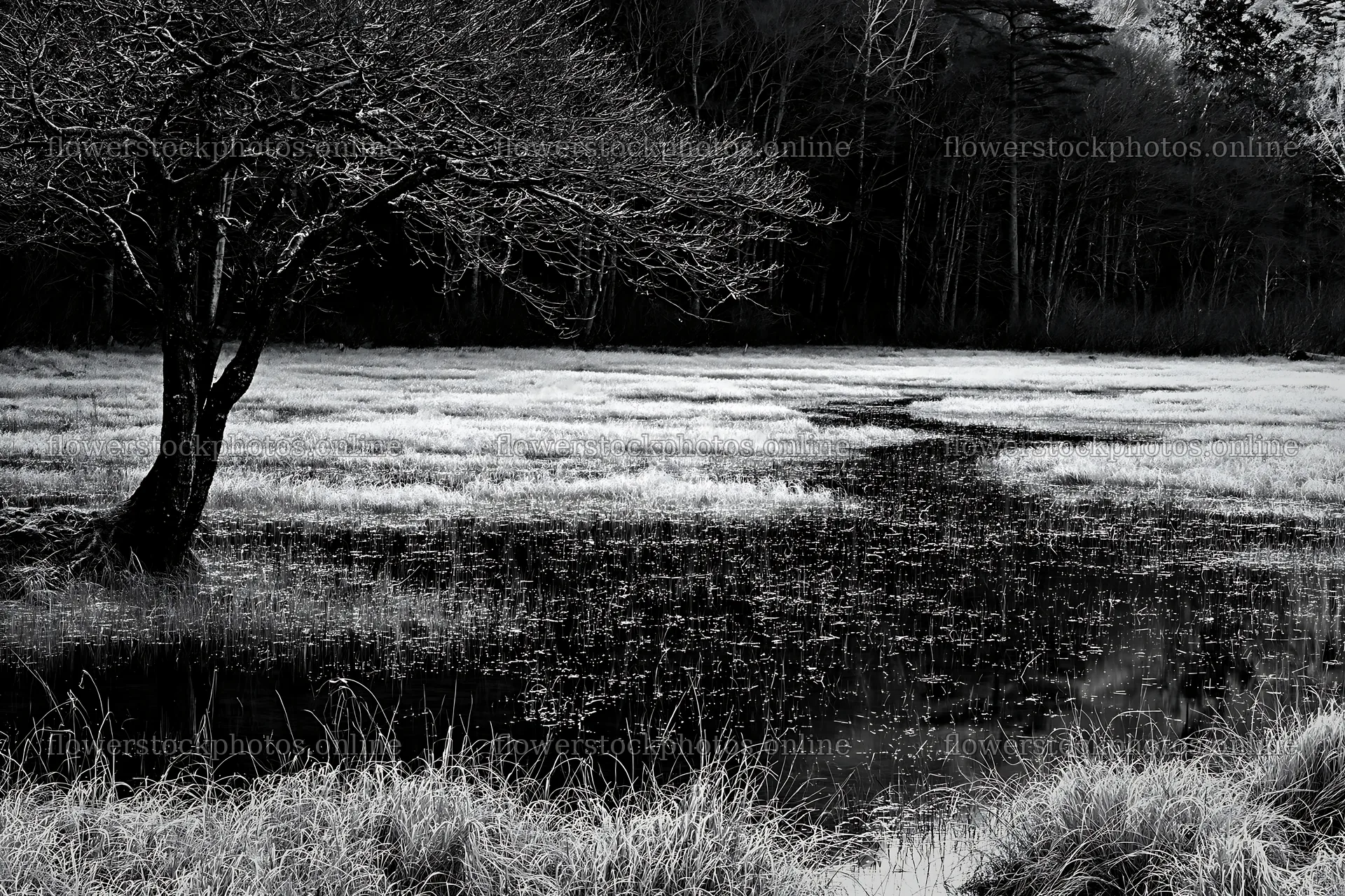 Akita snowmelt meadow with silver grasses and a bare tree – flower stock photos 9722x6480