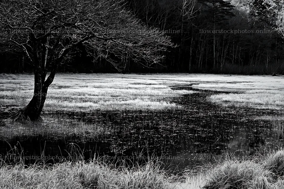 Akita snowmelt meadow with silver grasses and a bare tree – flower stock photos 9722x6480