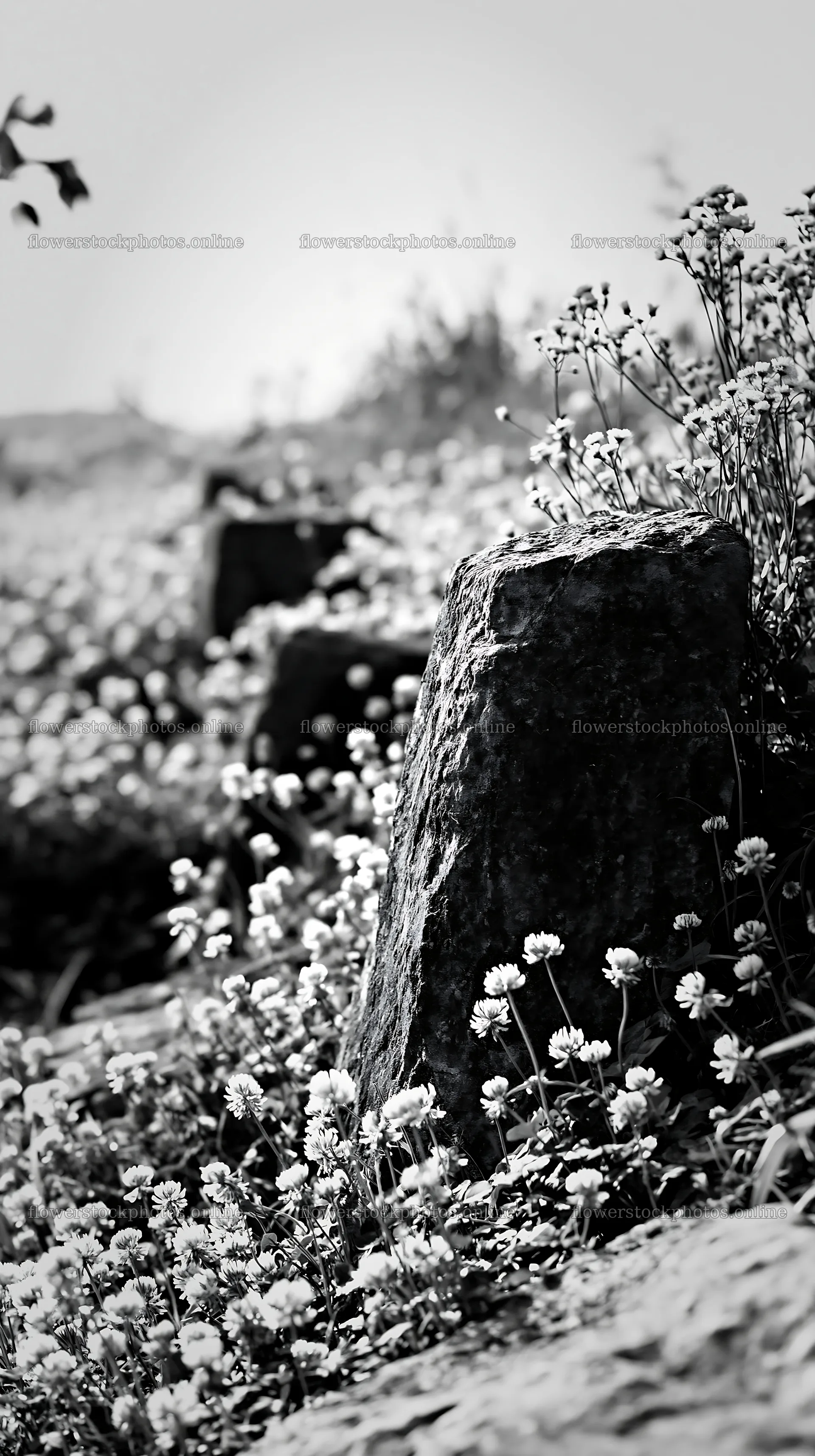 Kyoto spring wildflower meadow stone foreground – flower stock photos 5938x10608