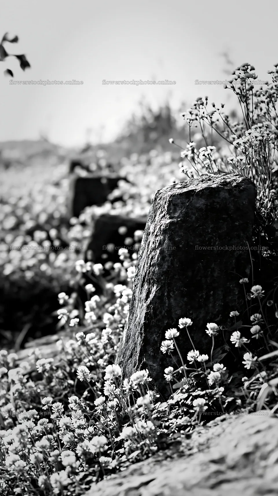 Kyoto spring wildflower meadow stone foreground – flower stock photos 5938x10608
