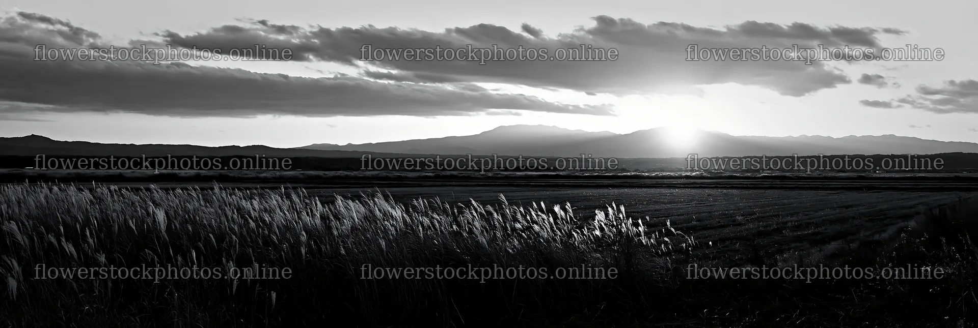 Aichi restored meadow autumn seedheads foreground at sunset – flower stock photos 13690x4602