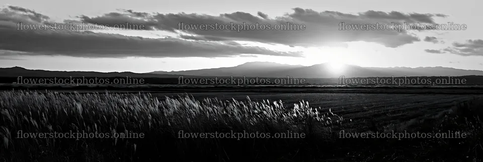 Aichi restored meadow autumn seedheads foreground at sunset – flower stock photos 13690x4602