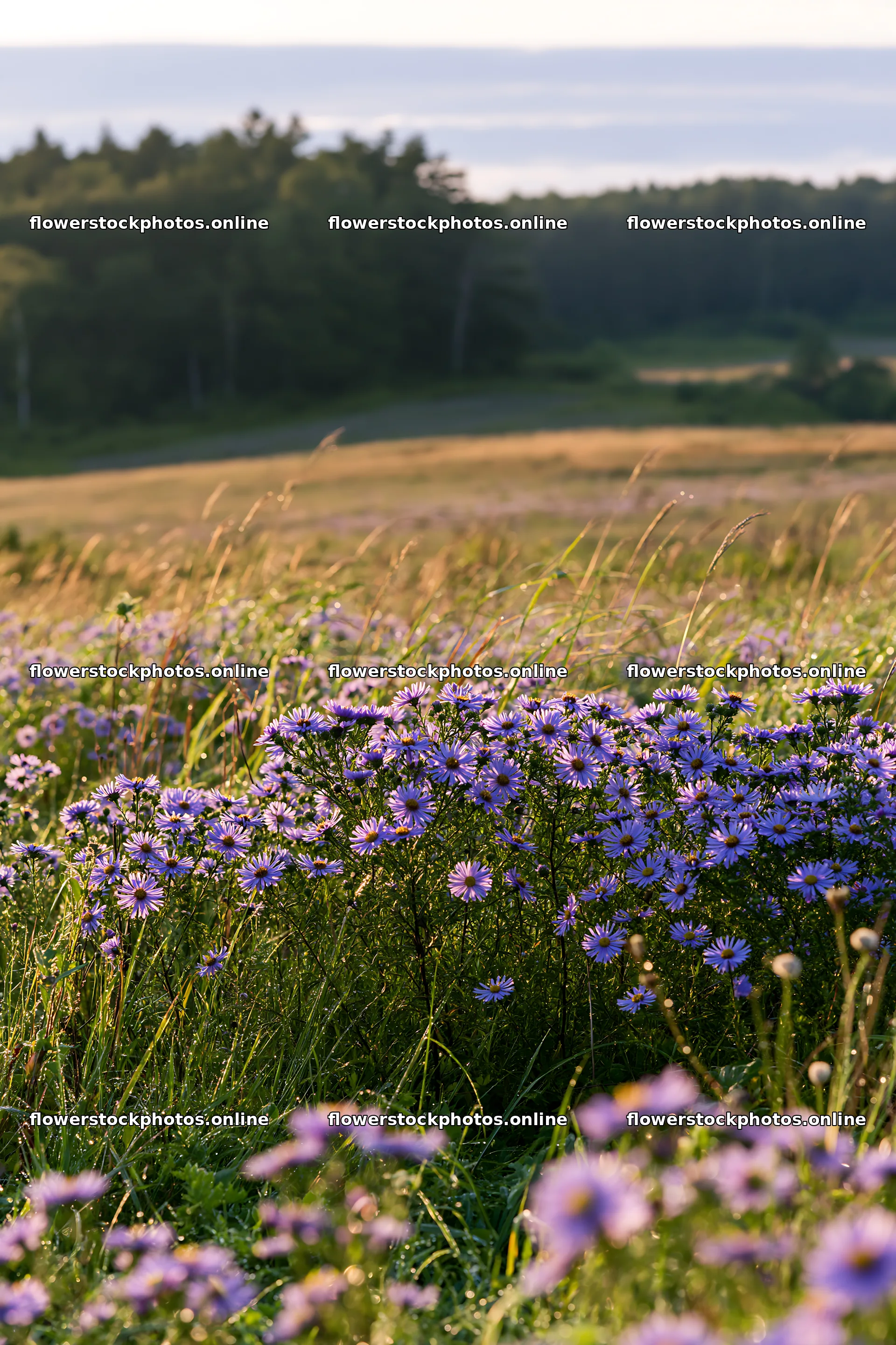 Expansive Hokkaido restoration meadow with dewdrops – flower stock photos 6480x9722