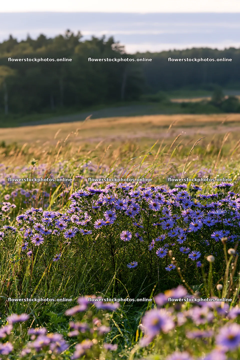 Expansive Hokkaido restoration meadow with dewdrops – flower stock photos 6480x9722
