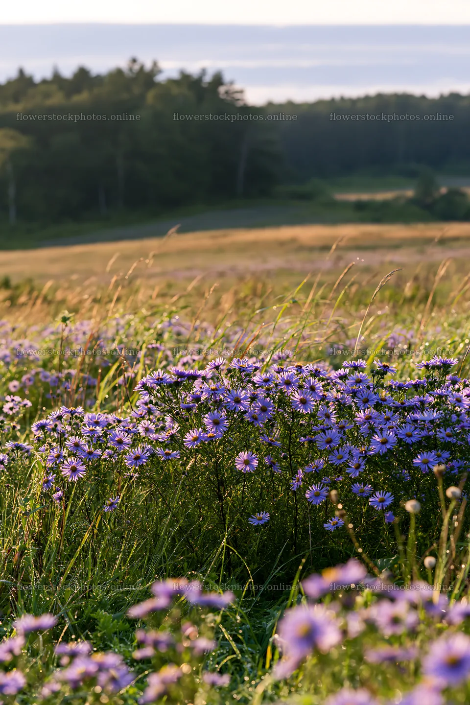 Expansive Hokkaido restoration meadow with dewdrops – flower stock photos 6480x9722