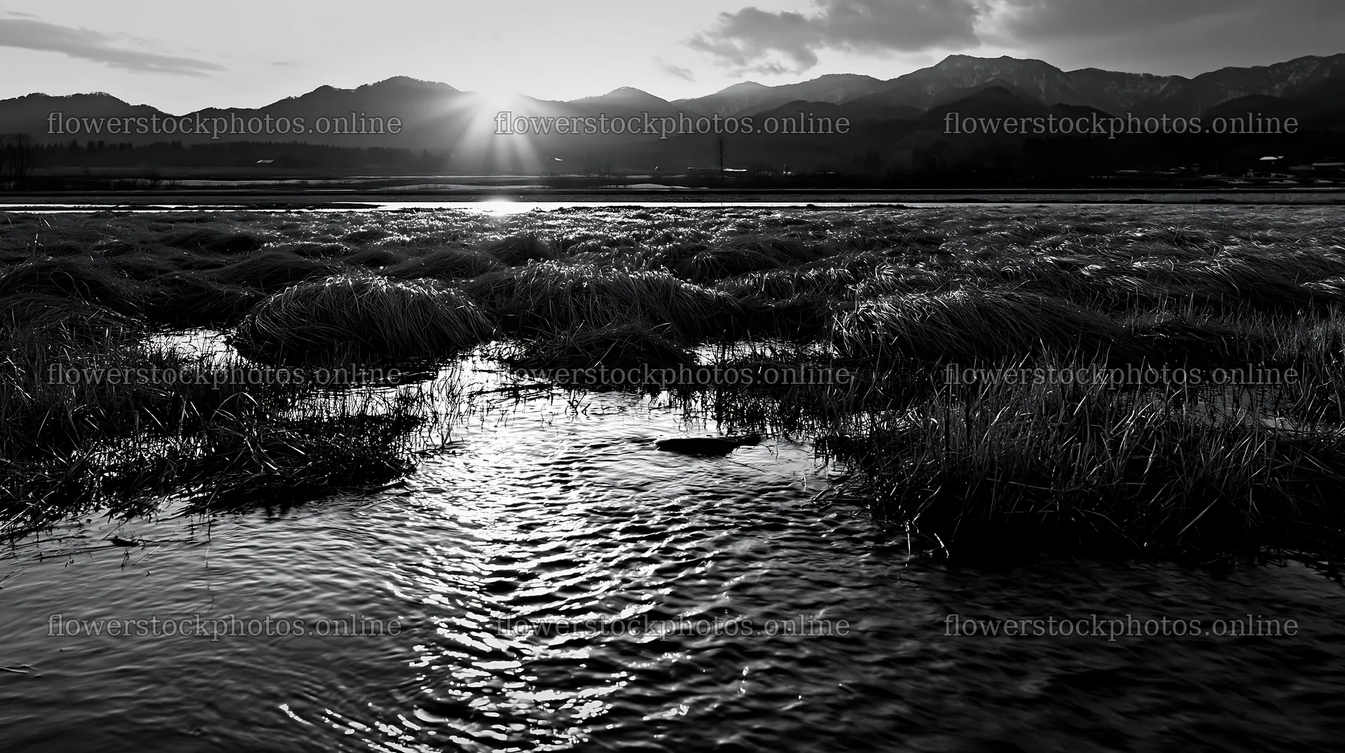 Akita snowmelt meadow with silver grasses at sunset – flower stock photos 10608x5938