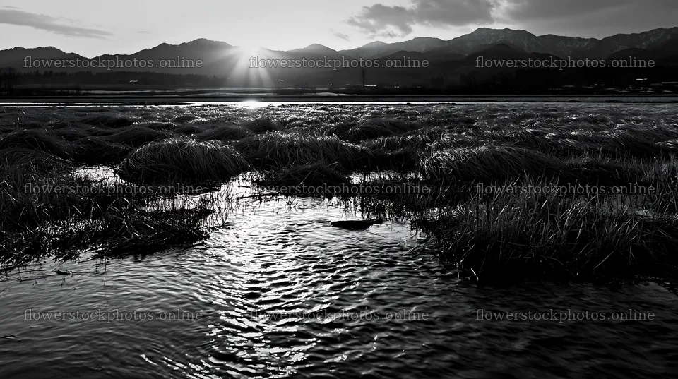 Akita snowmelt meadow with silver grasses at sunset – flower stock photos 10608x5938