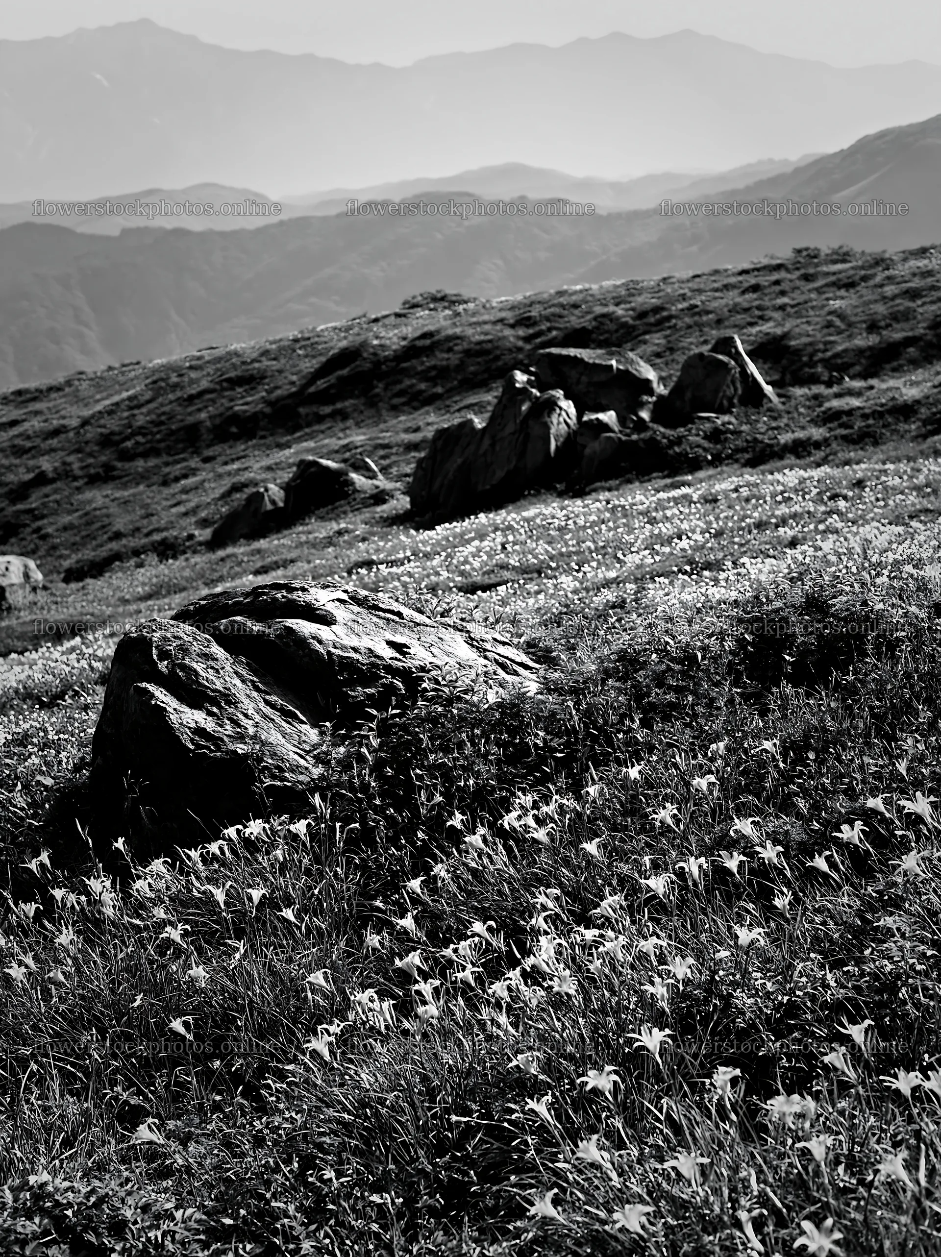 Meadow with boulders and mountain backdrop under clear sky – flower stock photos 6866x9174