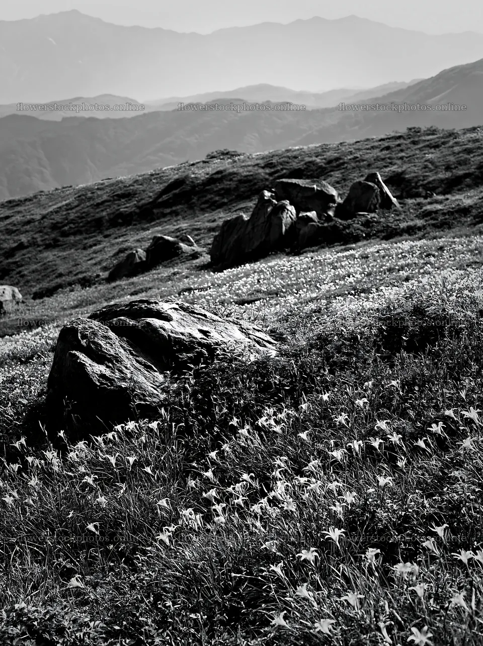 Meadow with boulders and mountain backdrop under clear sky – flower stock photos 6866x9174