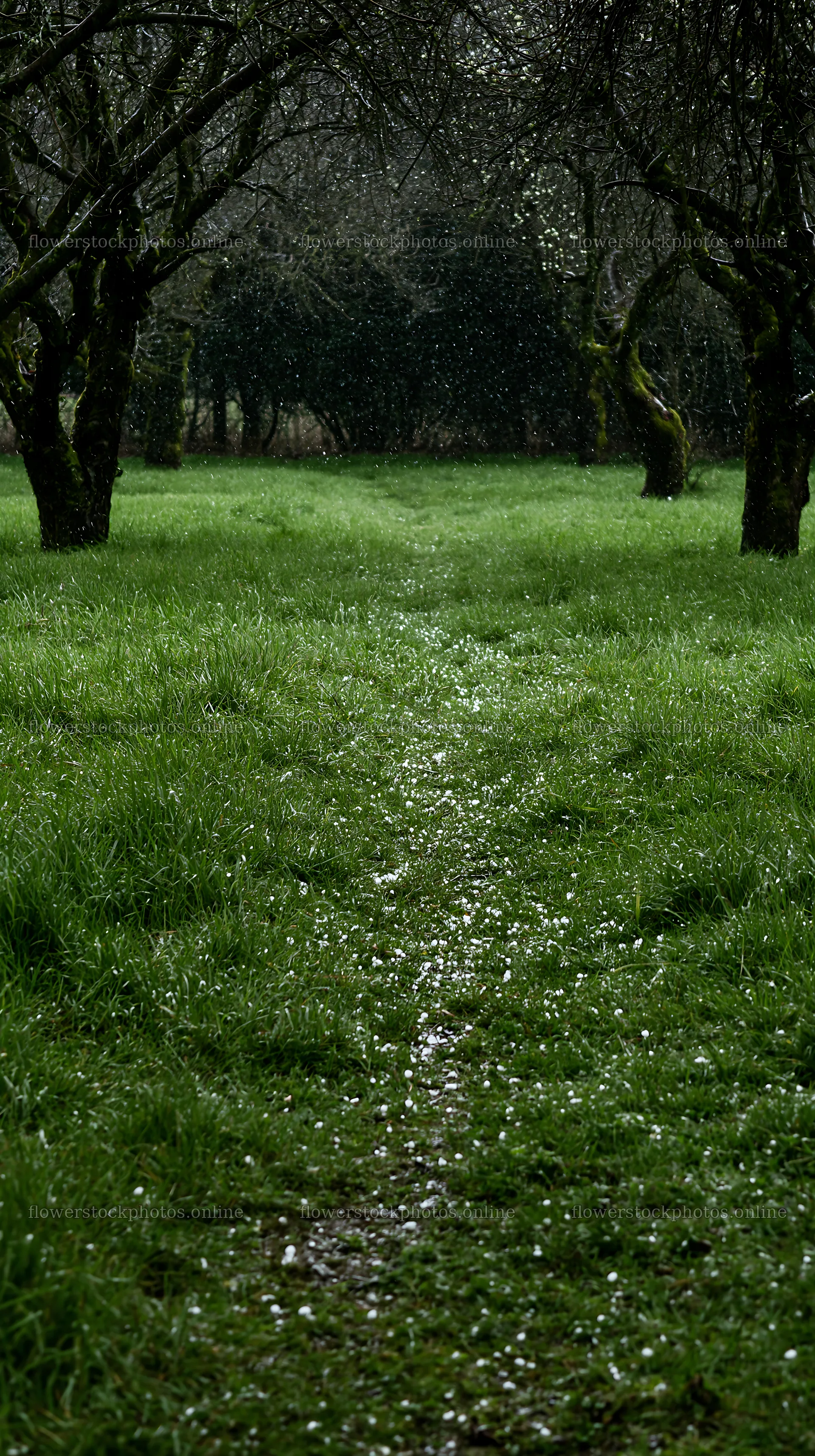 Misty path through a meadow in an orchard during rainy weather – flower stock photos 5938x10608