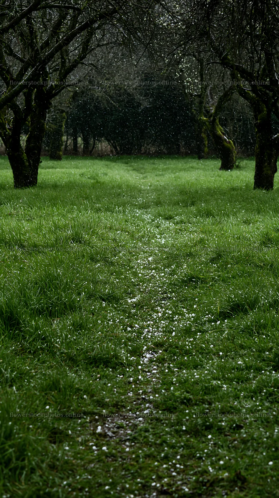 Misty path through a meadow in an orchard during rainy weather – flower stock photos 5938x10608