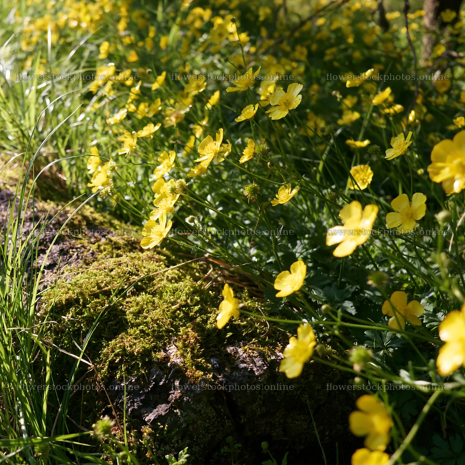 Gifu low carbon meadow with mossy log and yellow flowers – flower stock photos 7938x7938