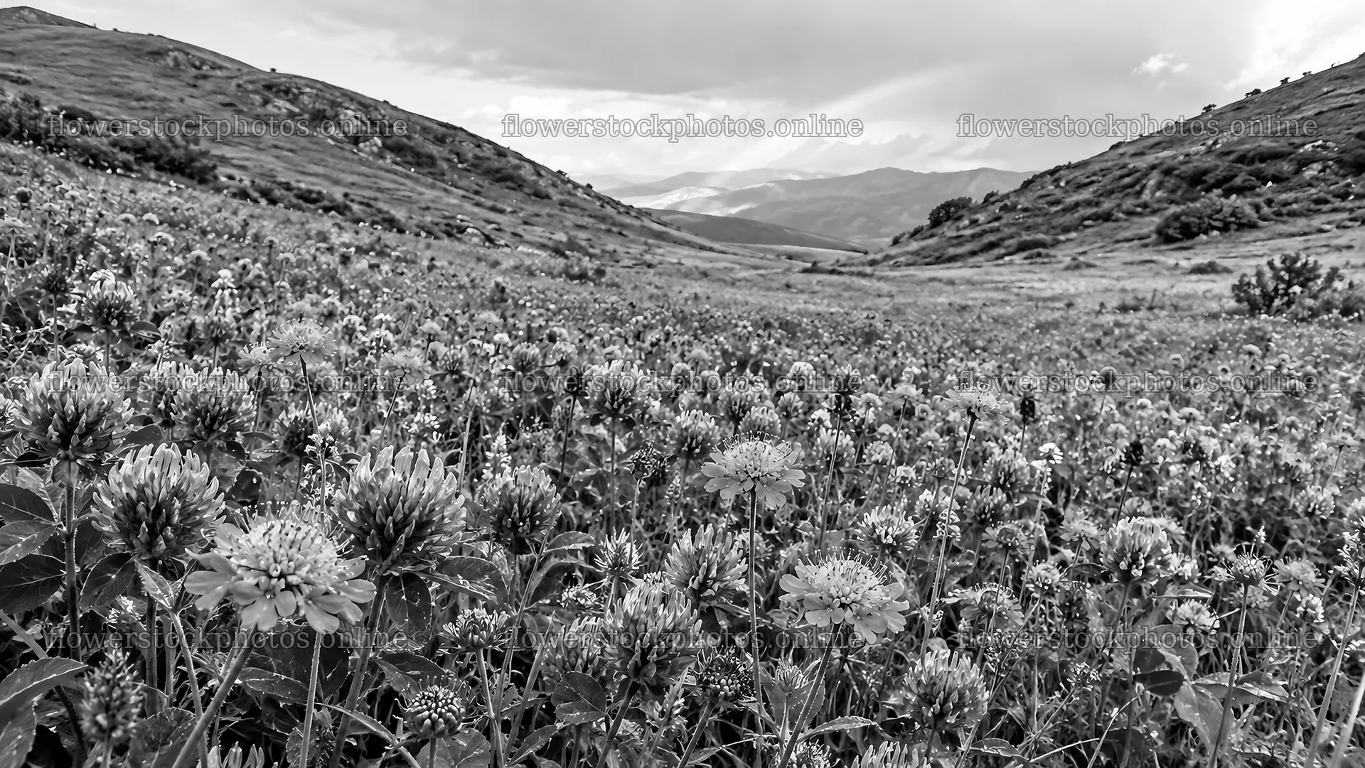 Monochrome Flowering Meadow in a Mountain Valley – flower stock photos 10324x5812