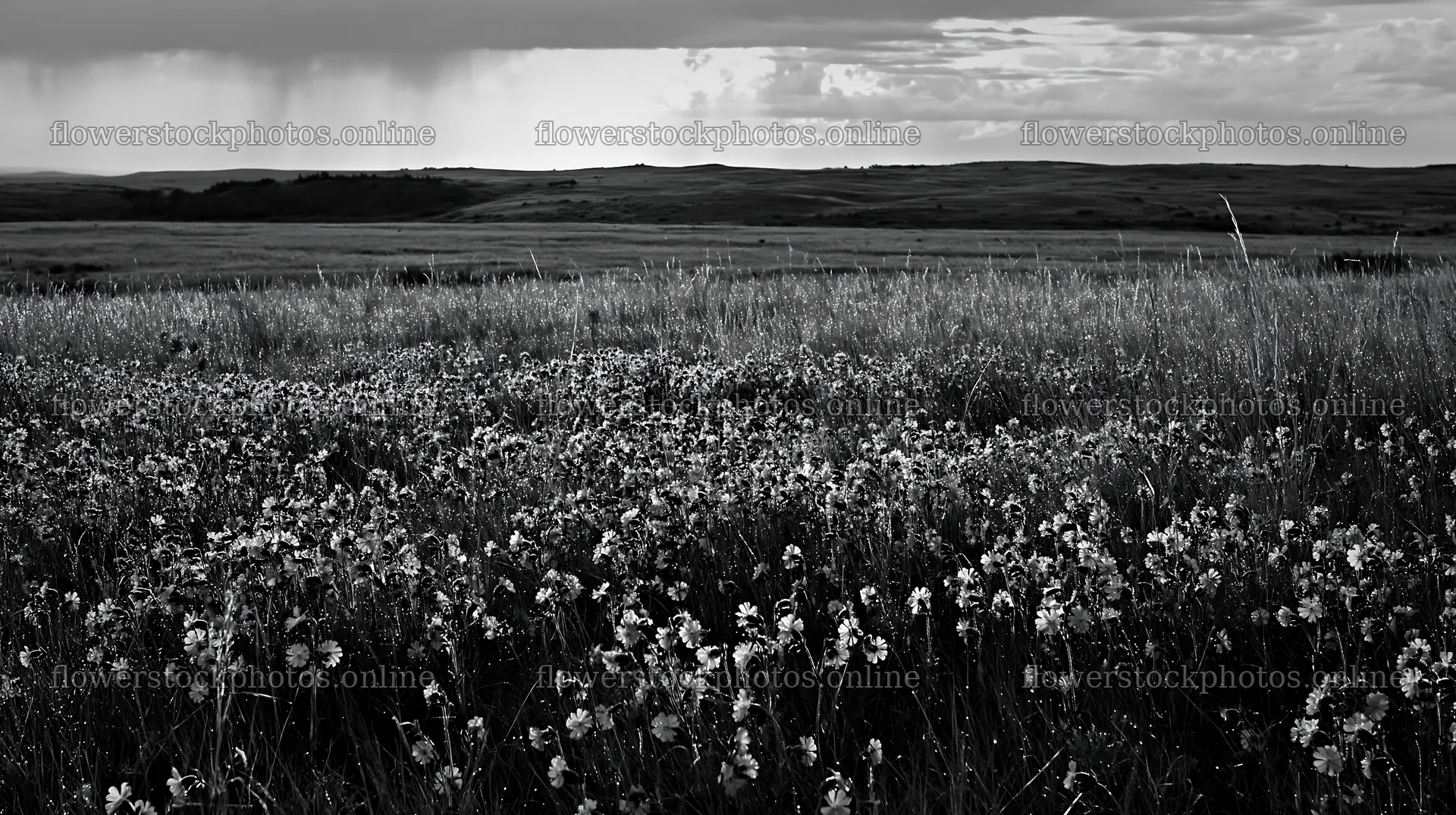 Silver dew meadow under cloudy sky with dark fields – flower stock photos 10608x5938