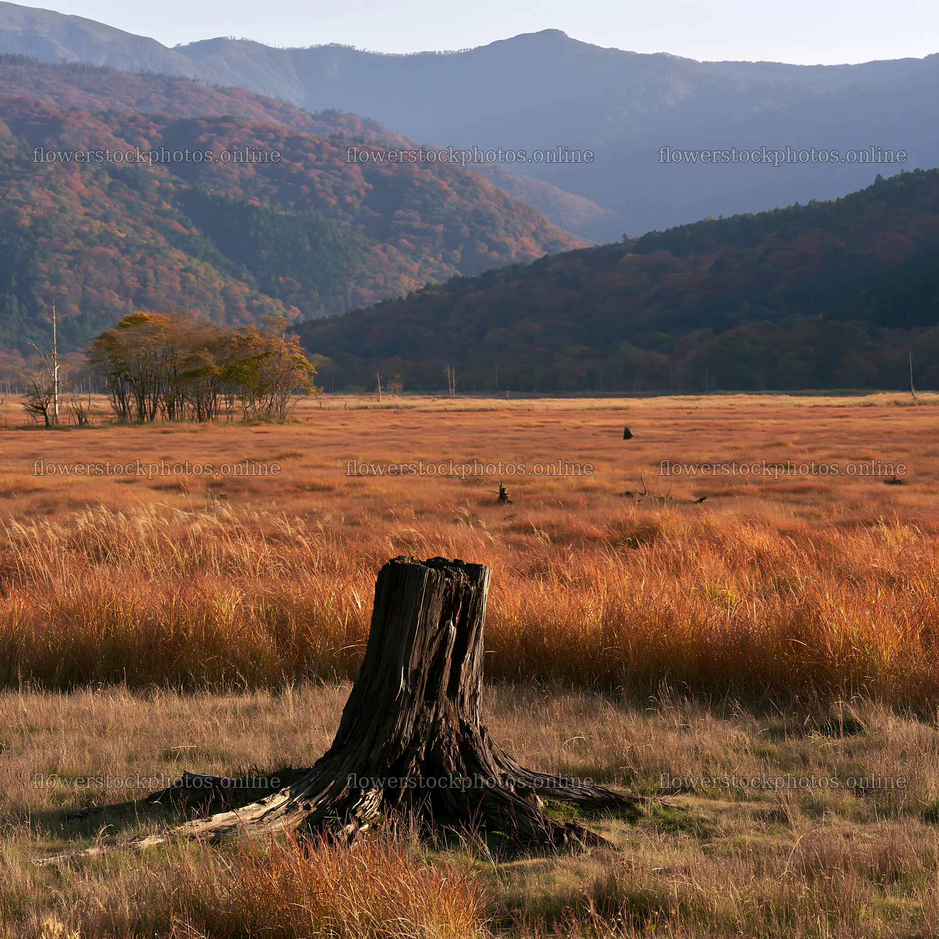 Wakayama autumn meadow with weathered wood stump in foreground – flower stock photos 7938x7938