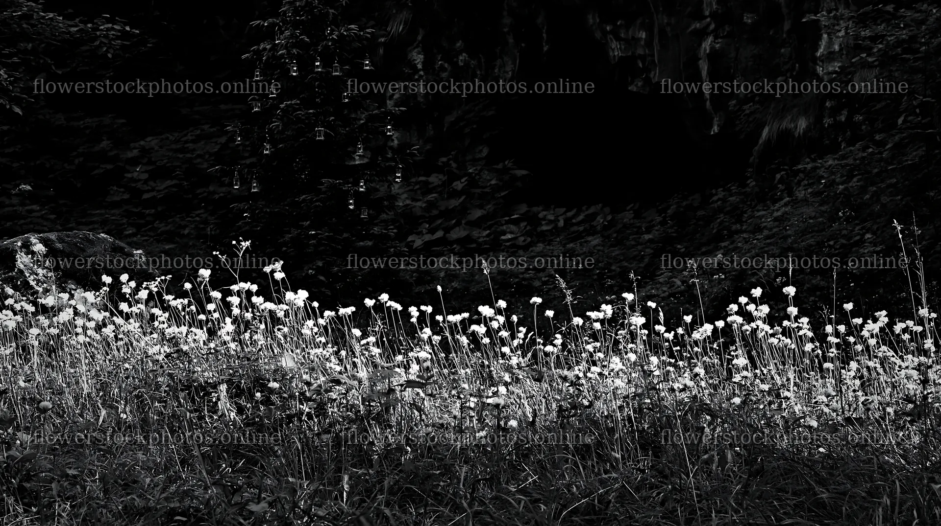 Christmas tree with lanterns in meadow by cave – flower stock photos 10608x5938