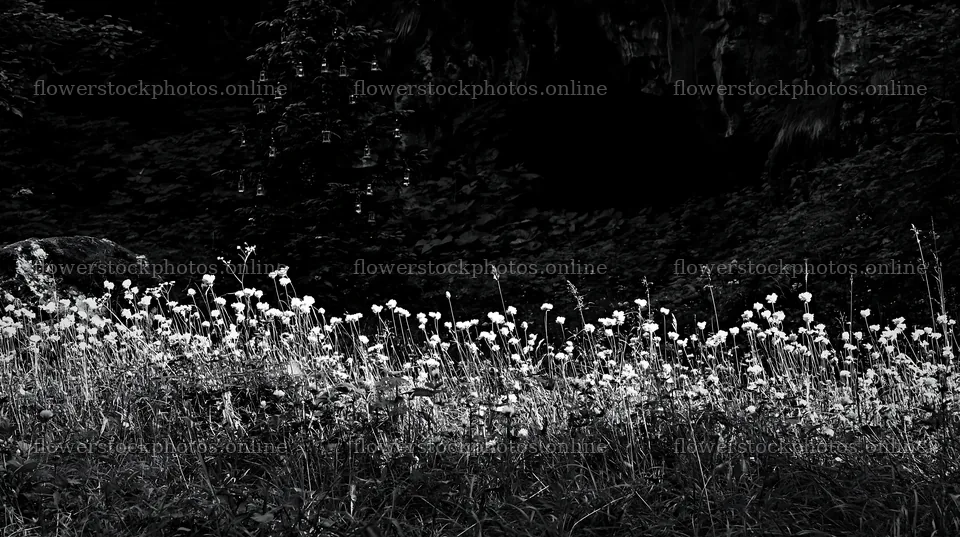 Christmas tree with lanterns in meadow by cave – flower stock photos 10608x5938