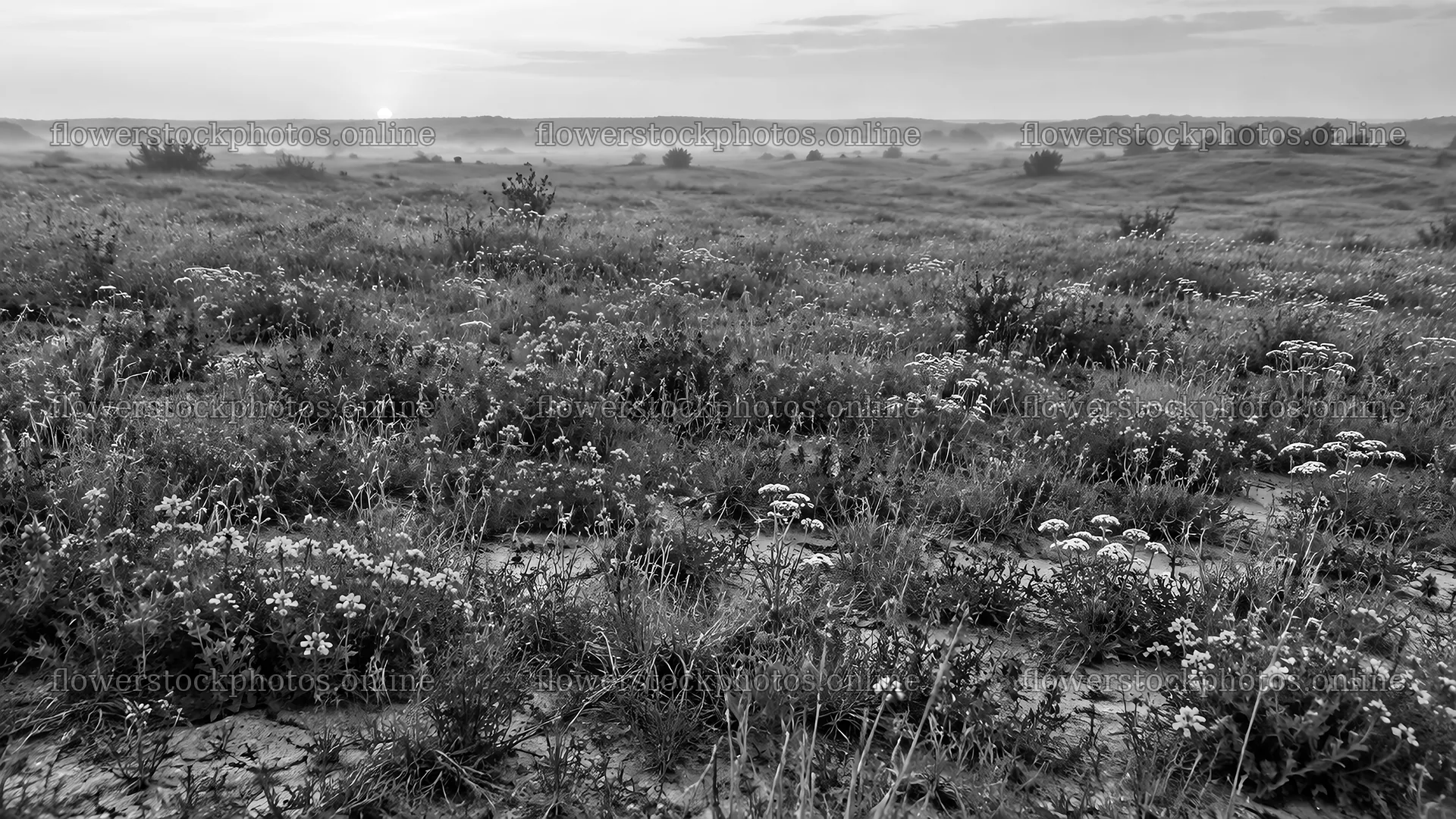 Wildflower Meadow in Morning Mist, Monochrome – flower stock photos 10324x5812