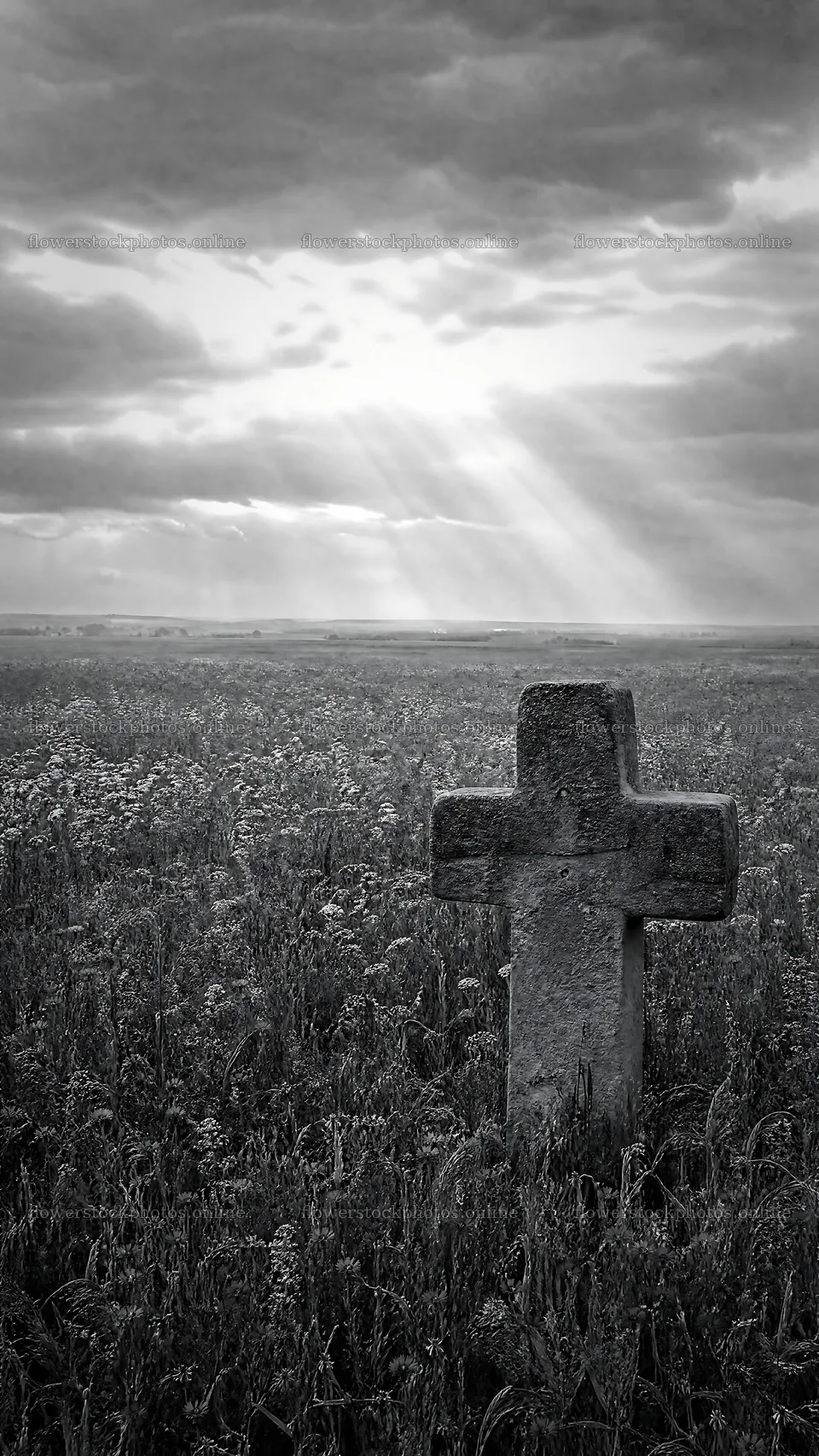 Christian cross in meadow under light rays – flower stock photos 5952x10584