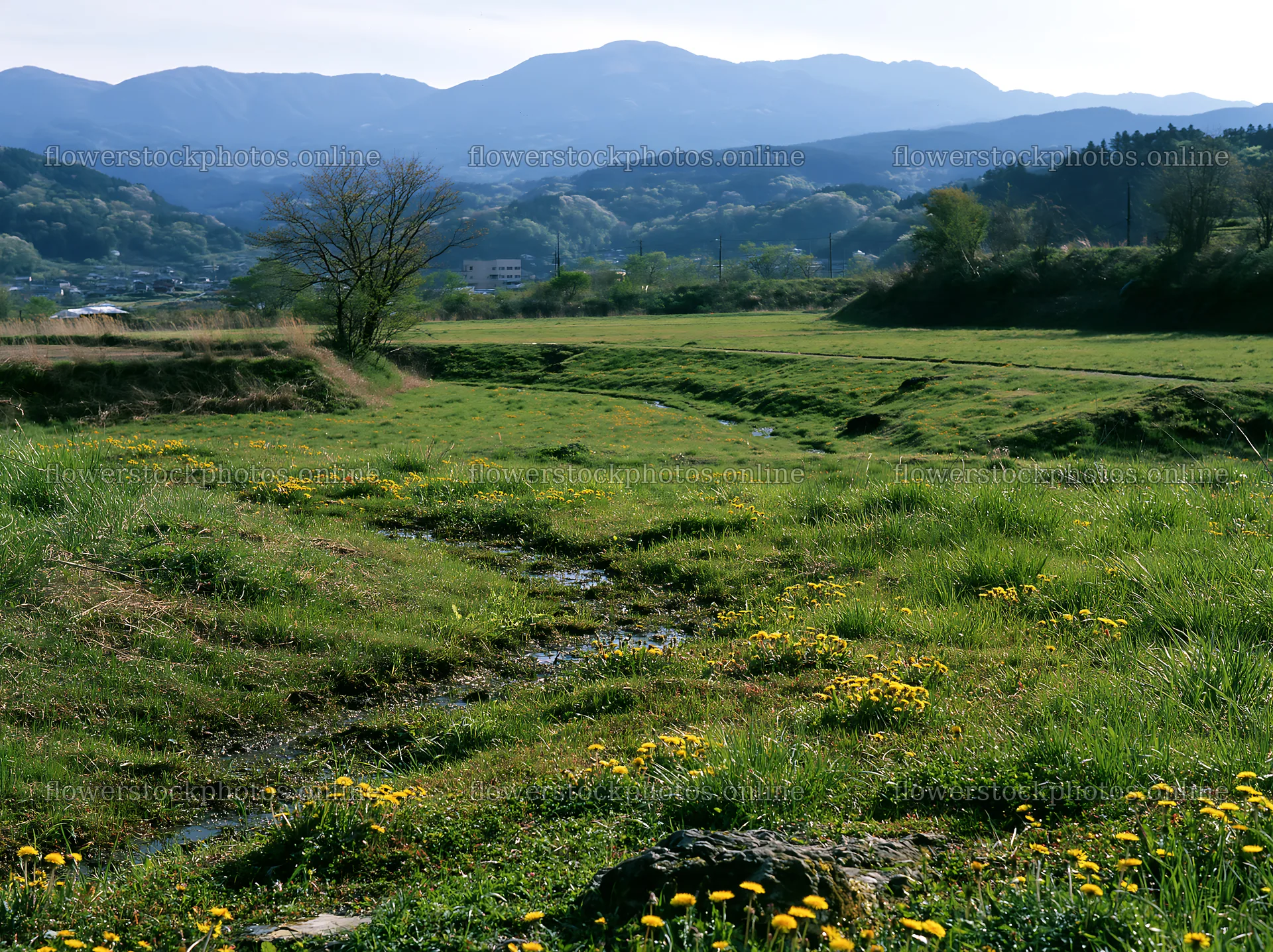Shizuoka seasonal meadow after heavy rain with blooming flowers – flower stock photos 9174x6866