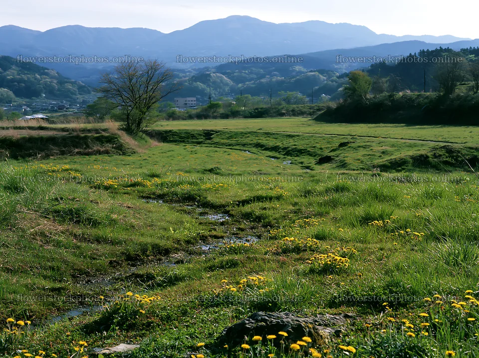 Shizuoka seasonal meadow after heavy rain with blooming flowers – flower stock photos 9174x6866