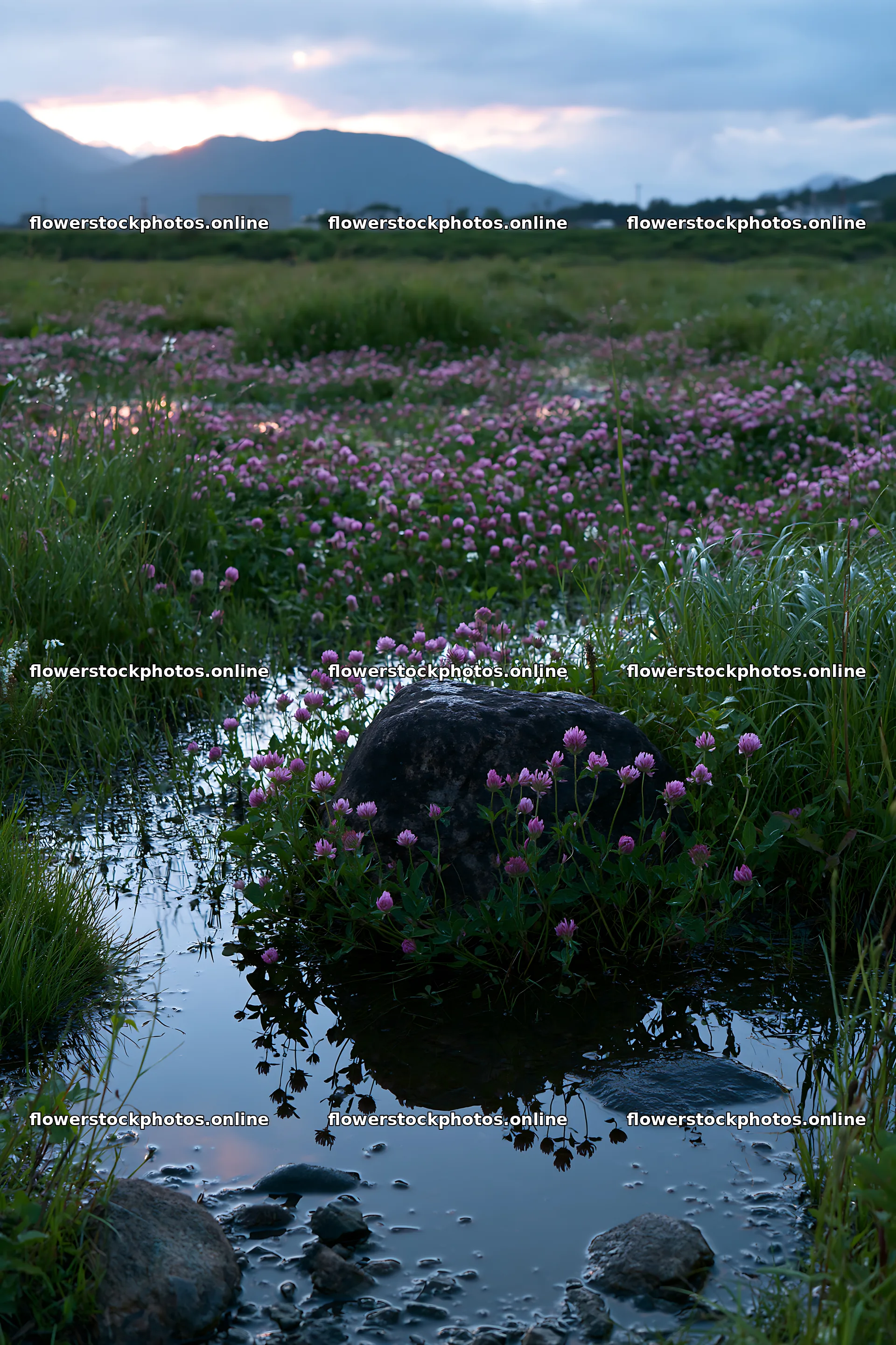 Nagano drought resilient meadow granite boulder – flower stock photos 6480x9722