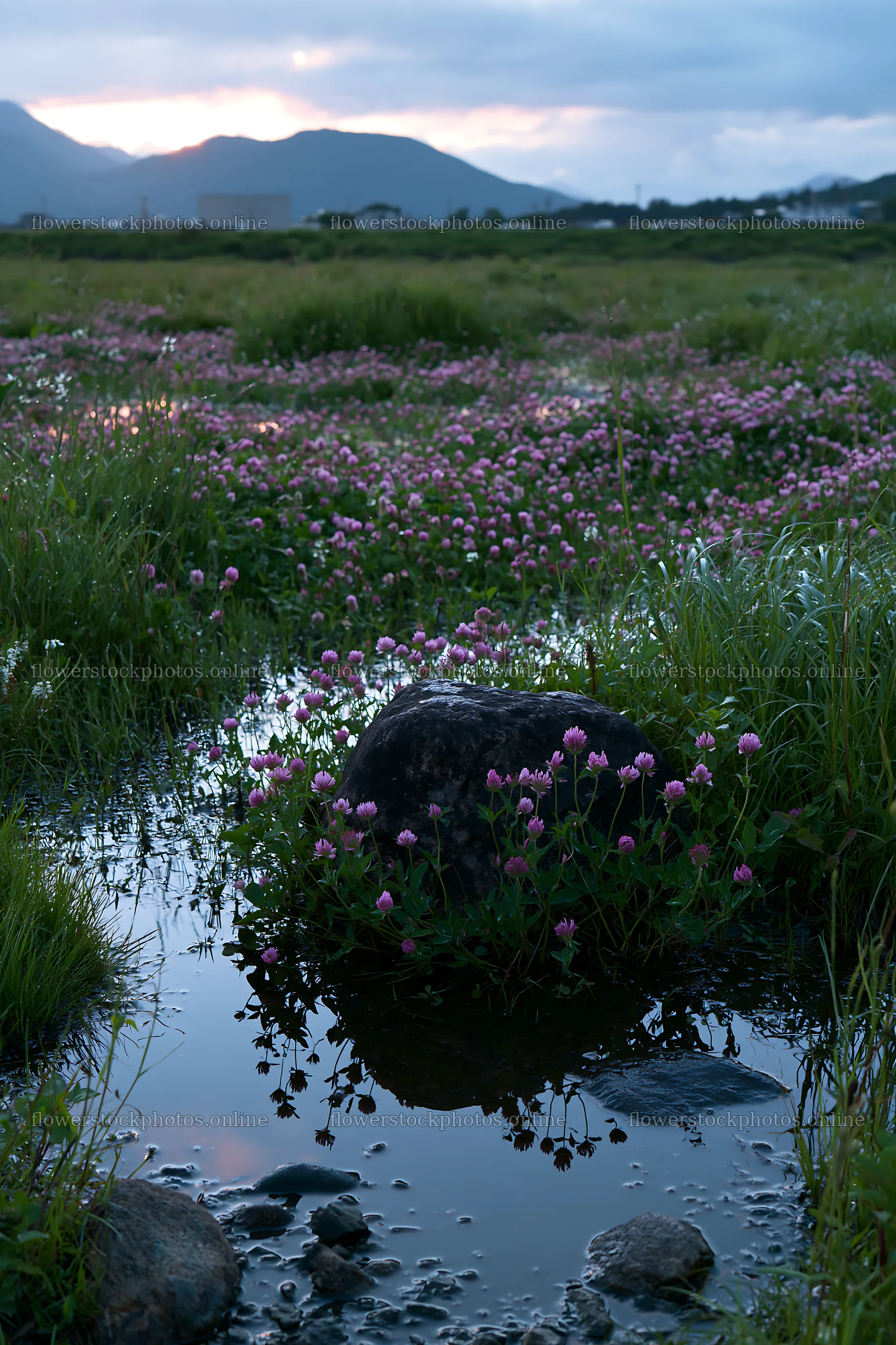 Nagano drought resilient meadow granite boulder – flower stock photos 6480x9722