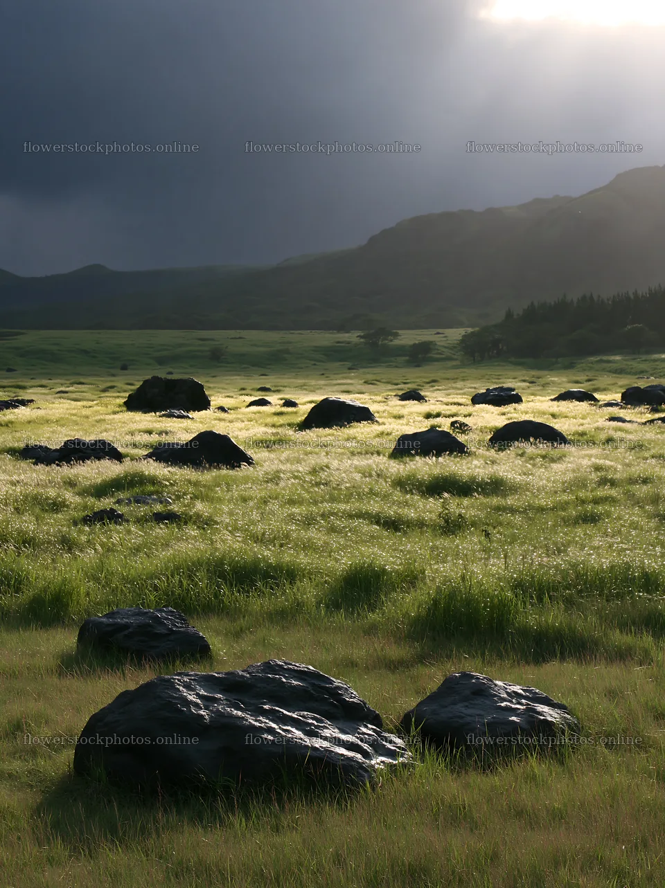 Restored Kumamoto silver grass meadow with boulders – flower stock photos 6866x9174