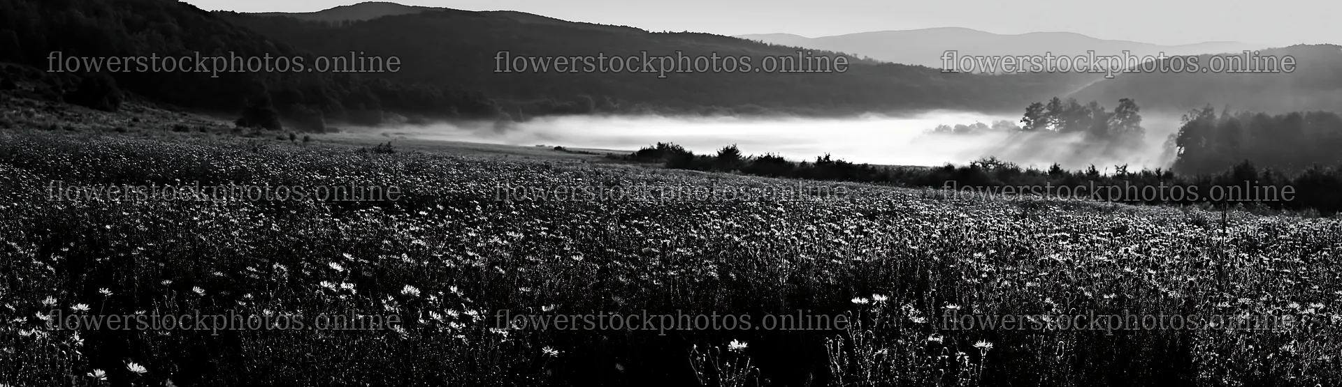 Knapweed blooms in a meadow at sunrise – flower stock photos 14762x4268