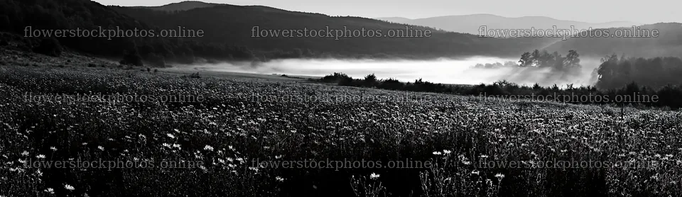 Knapweed blooms in a meadow at sunrise – flower stock photos 14762x4268